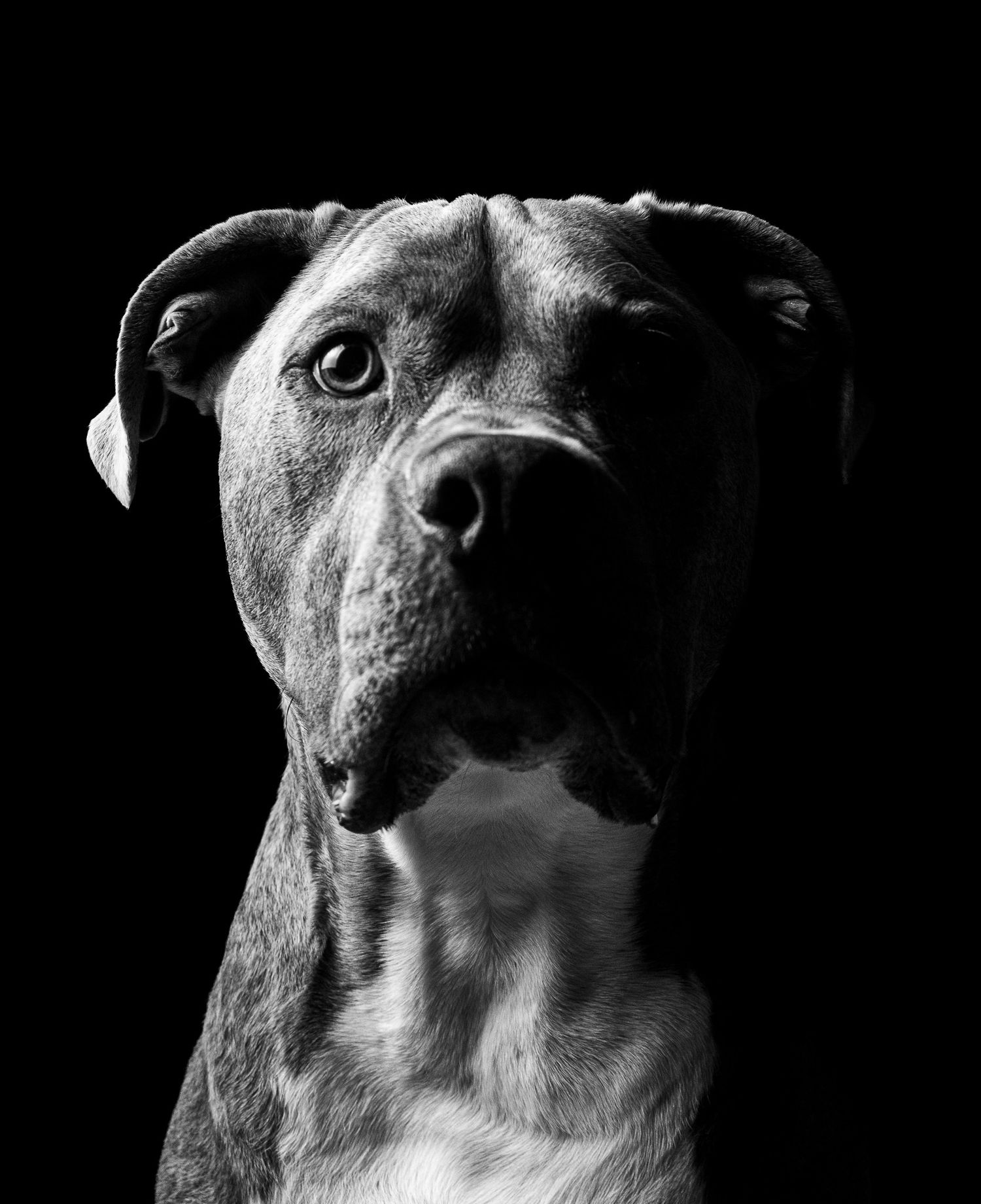 Close-up black and white portrait of a pit bull dog with dramatic lighting.