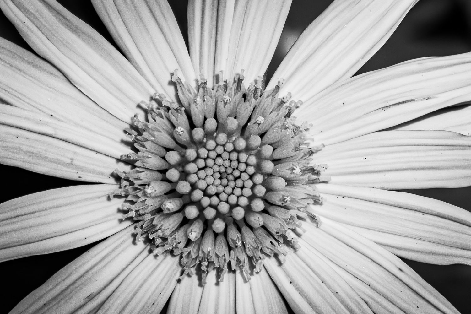 Close-up sequence of a white daisy flower petals and center in black and white.