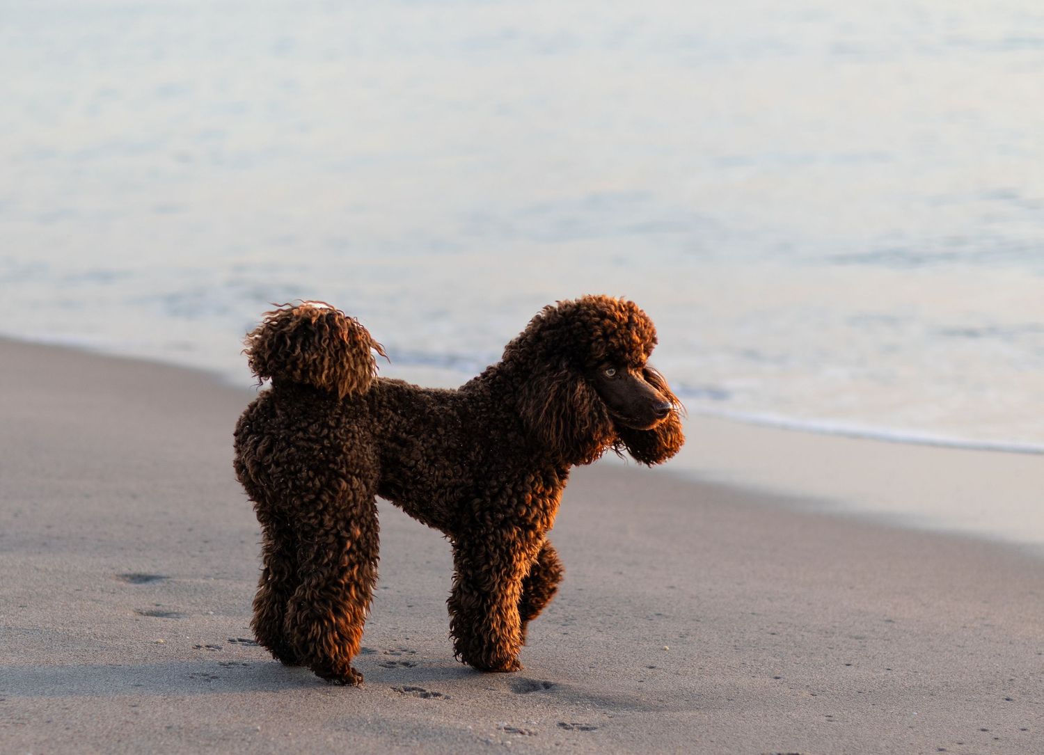 Brown poodle walking along a beach at sunset.