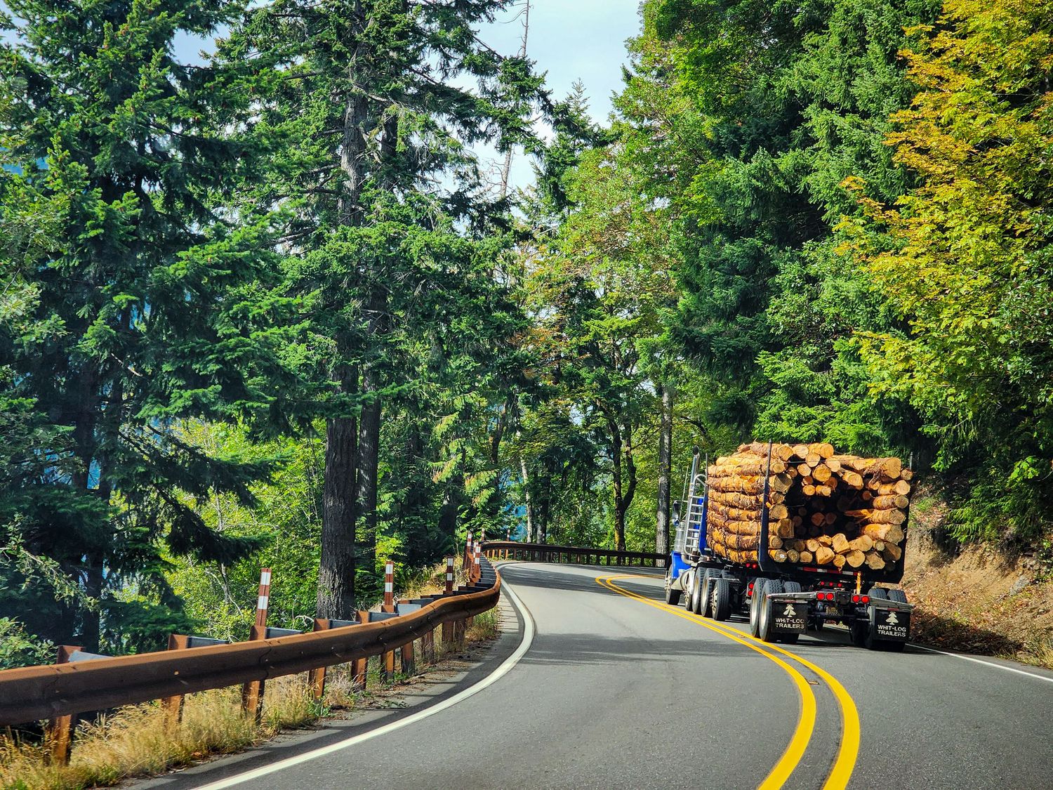 Winding forest road through lush green trees with yellow road markings.