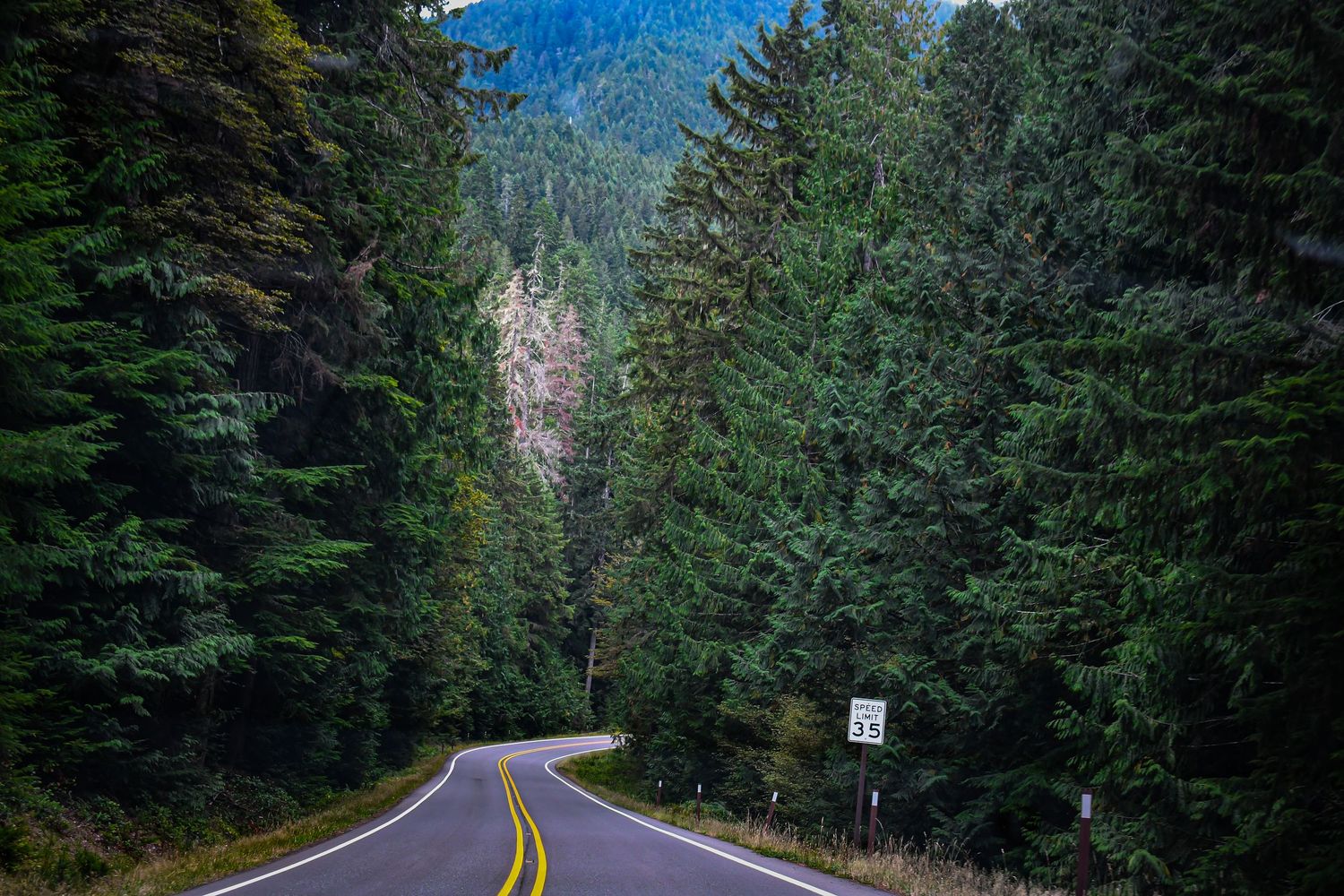 Winding forest road through dense evergreen trees in the mountains.