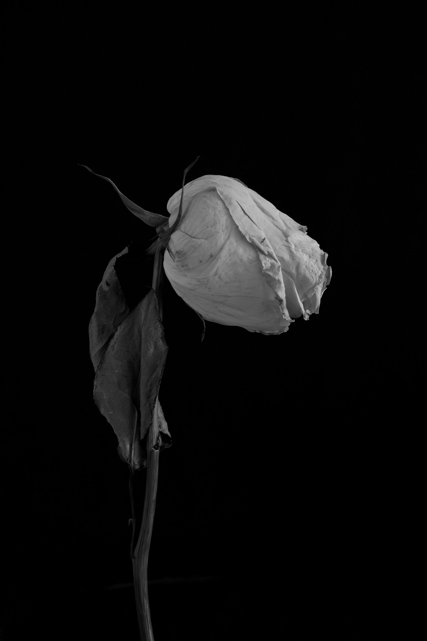 A white rose bud drooping against a dark background in dramatic lighting.