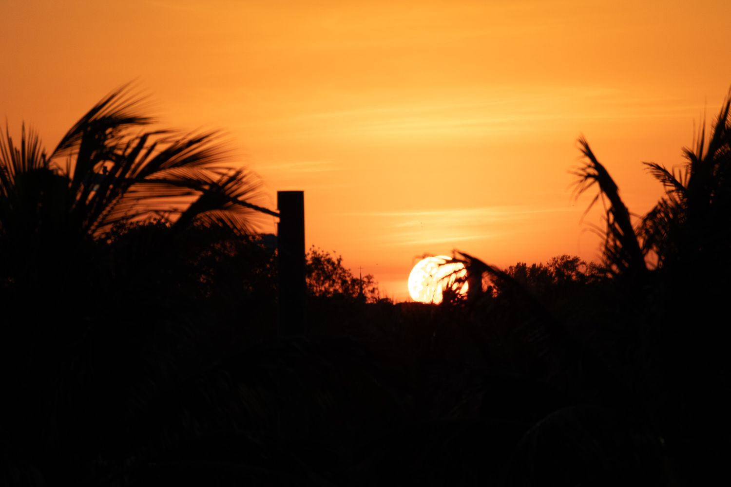 Panoramic sunset silhouette with palm trees against an orange sky.