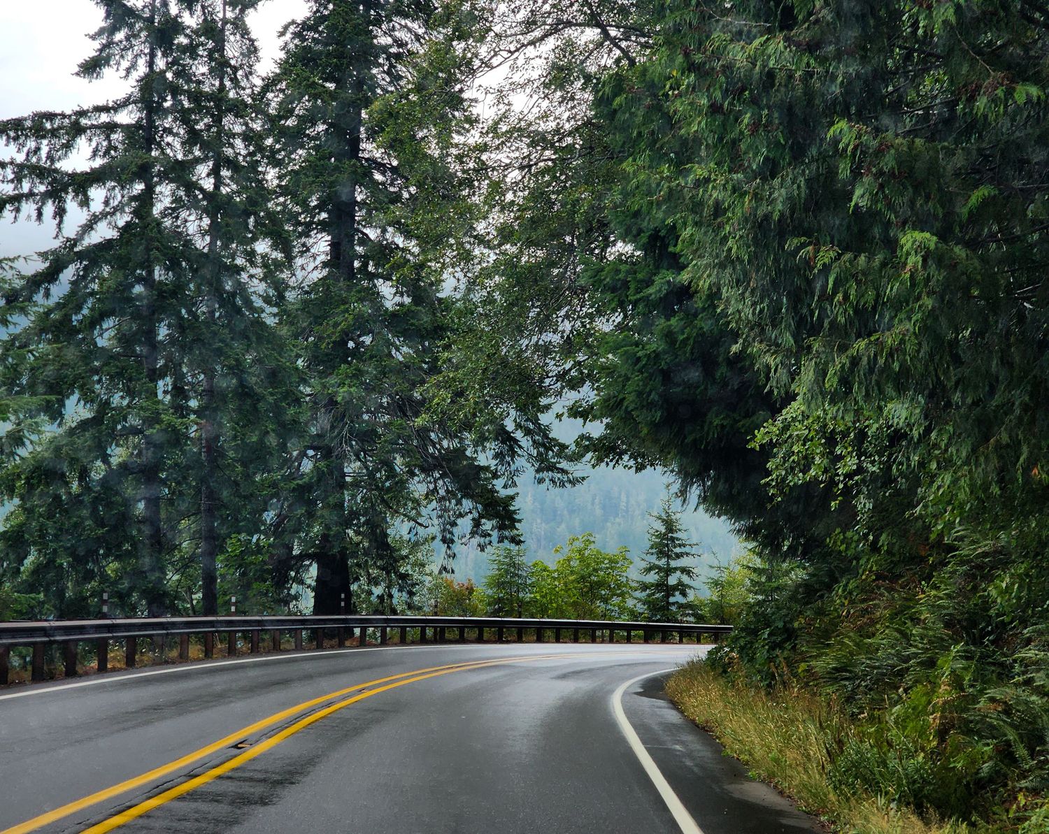 Curved mountain road with yellow dividing line surrounded by evergreen trees.