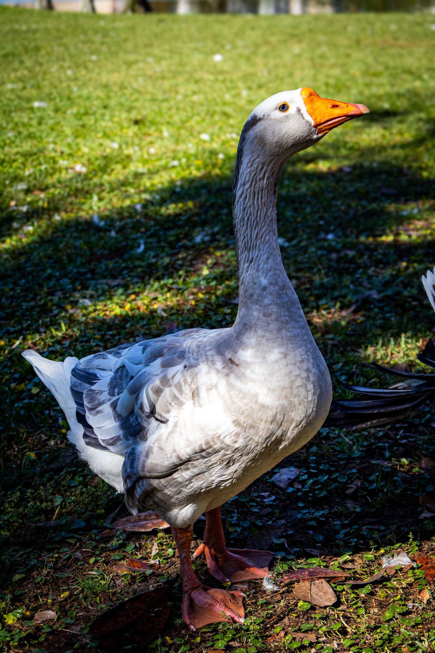 Gray goose standing on grass in sunlight with detailed feather texture.