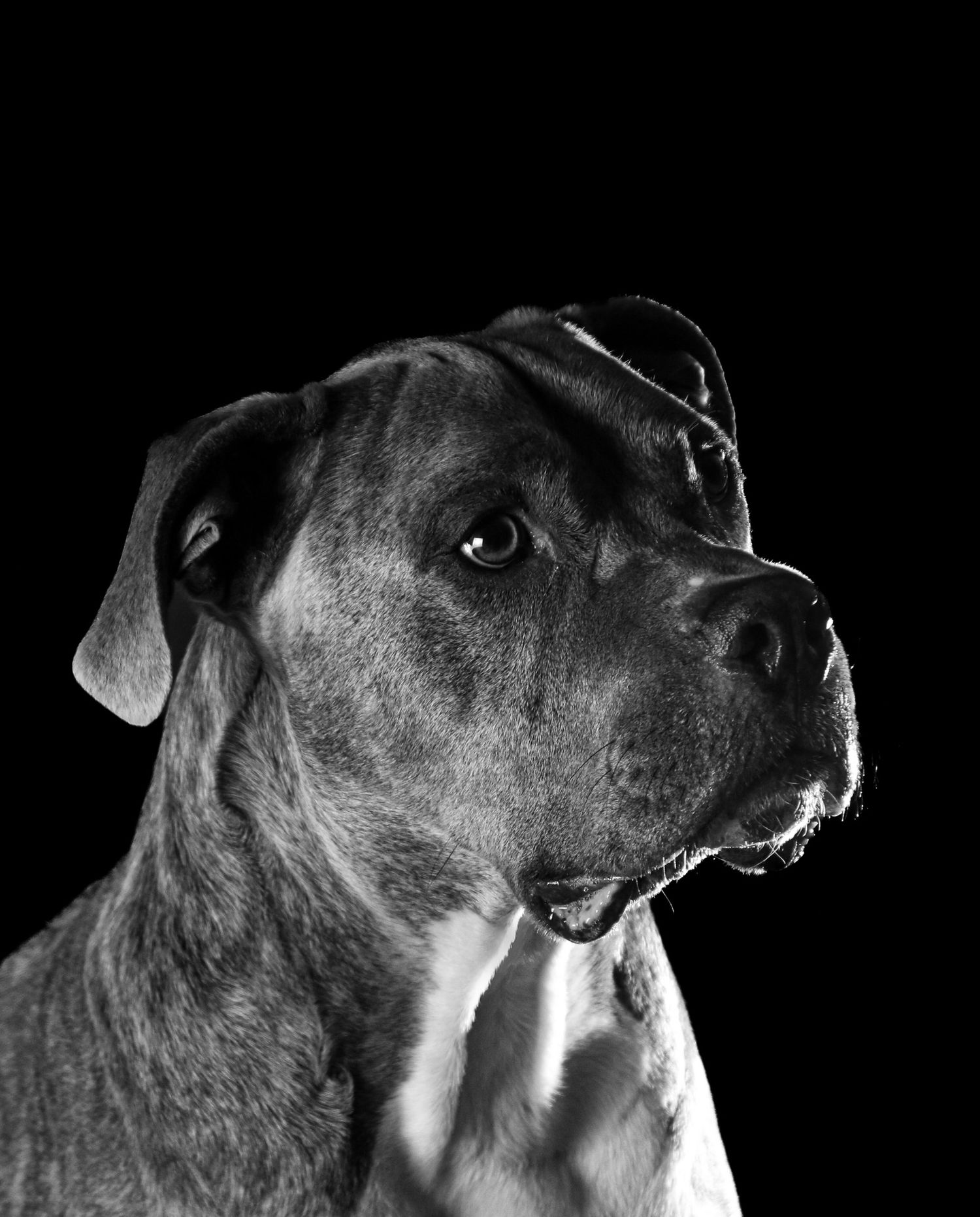 Close-up profile shots of a black dog against dark background showing dramatic lighting.