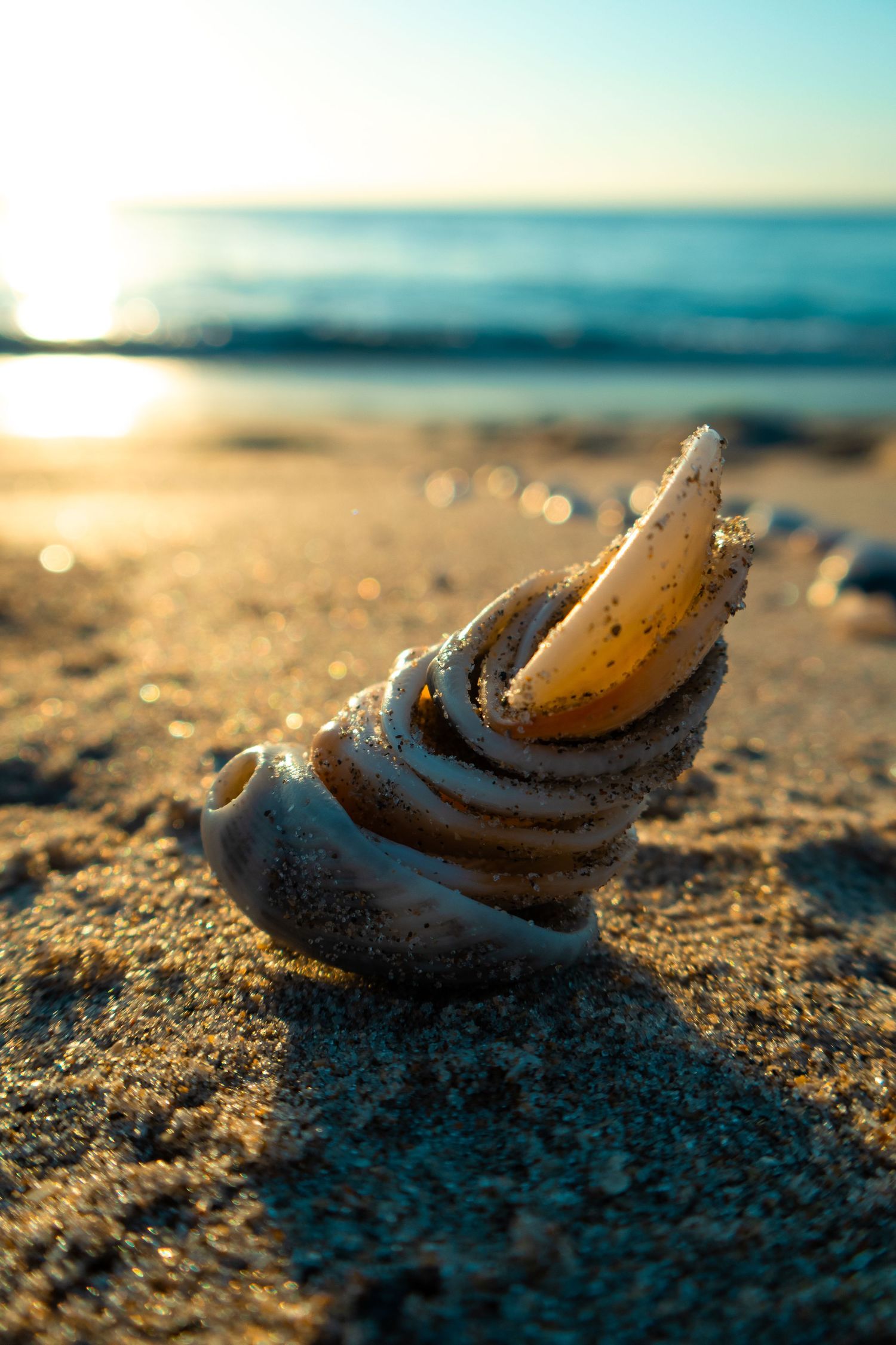 Seashell resting on sandy beach at sunset with soft bokeh effect.