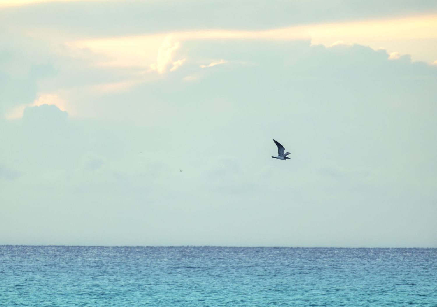Tranquil ocean horizon with seabird silhouette flying against pastel sky at sunset.