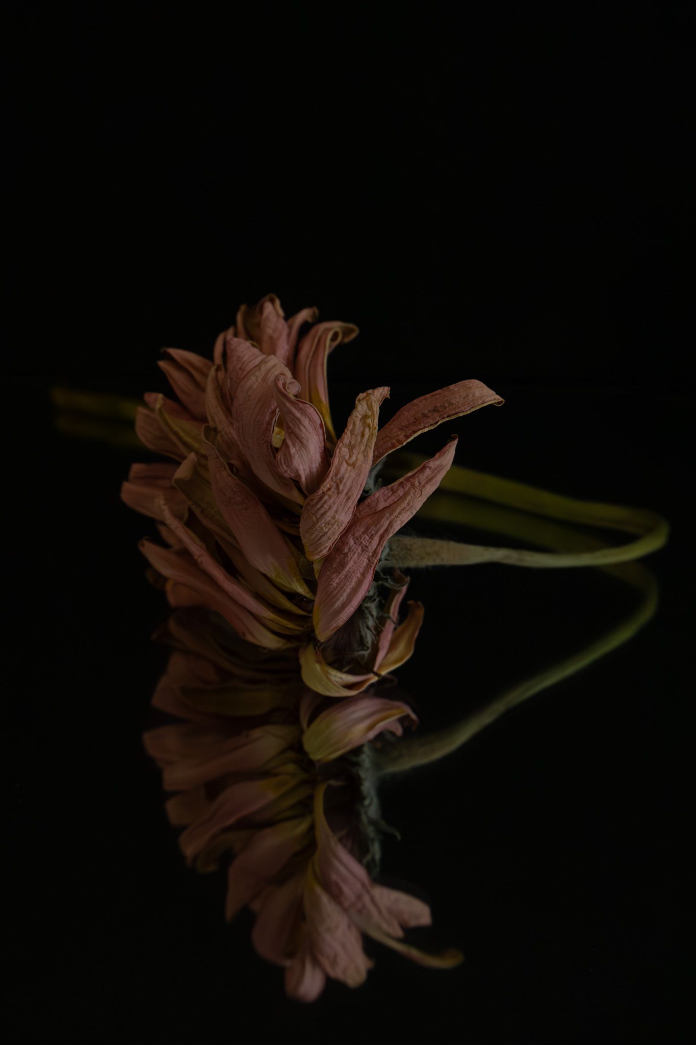 Time-lapse sequence of a pink flower wilting in darkness.