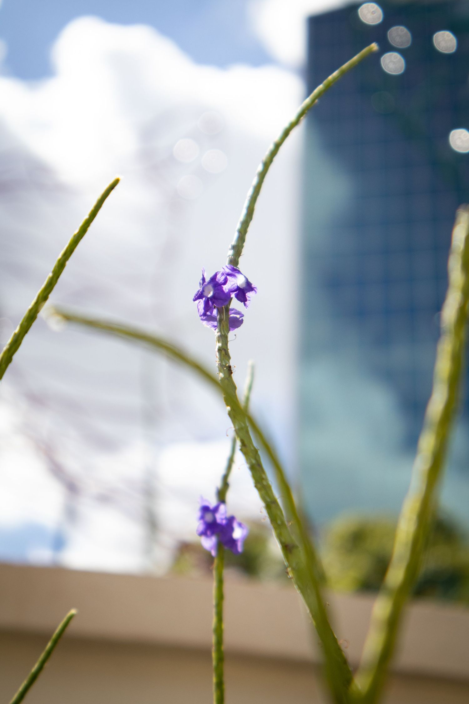 Purple flowers blooming on thin green stems against a blurred urban background.
