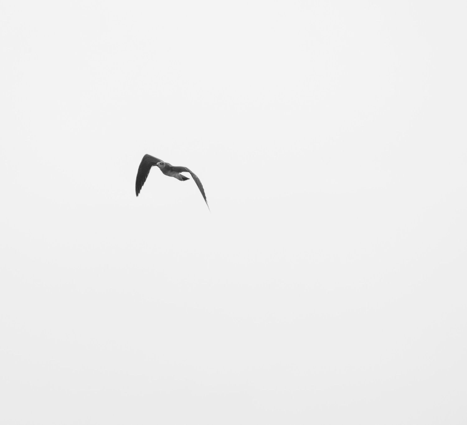 Minimalist white background with a single bird silhouette in flight.