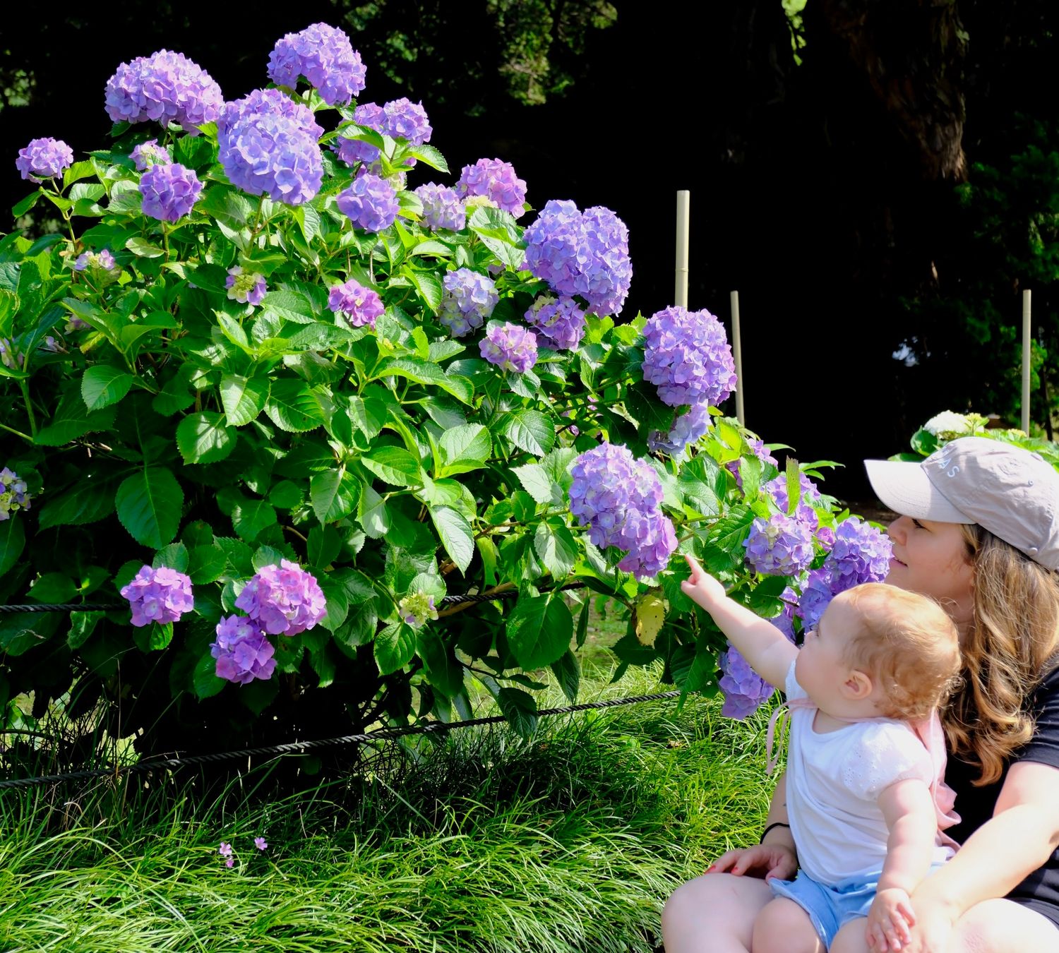 hydrangeas, family