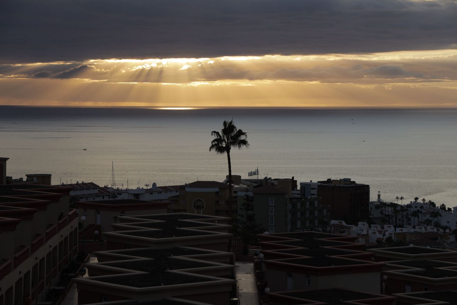 Dramatic sunset over coastal city rooftops with lone palm tree silhouetted against golden rays.