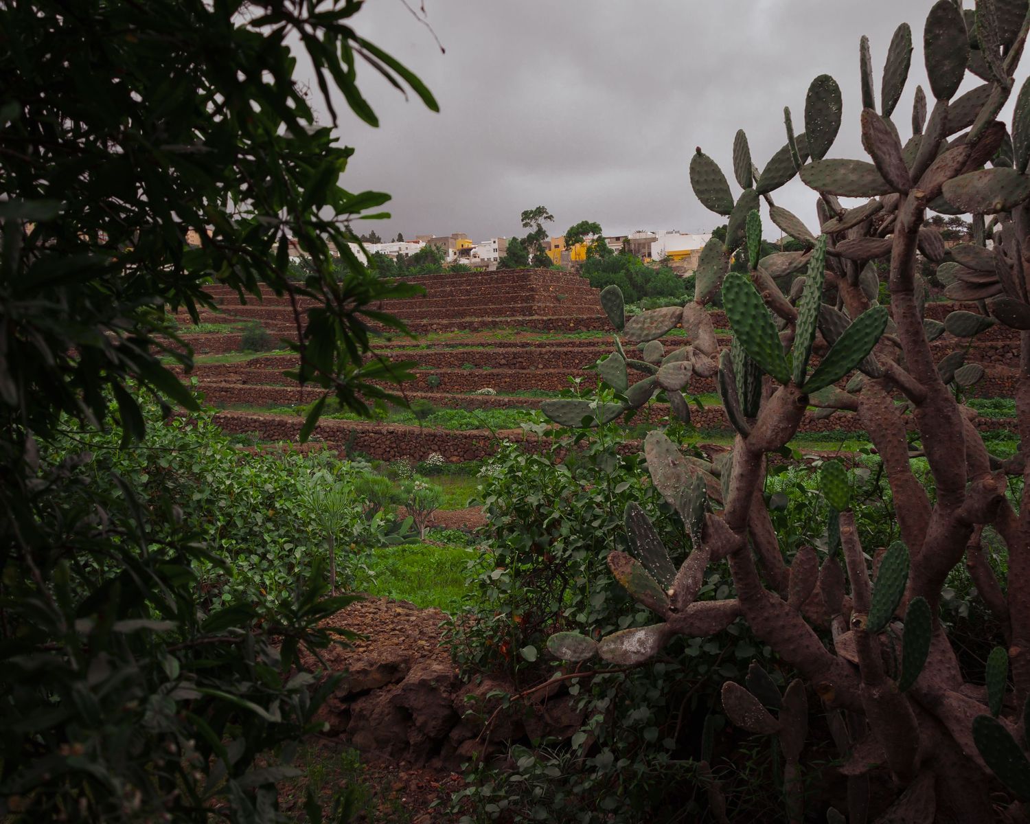 Terraced green hillside garden with cacti and lush vegetation under overcast skies.