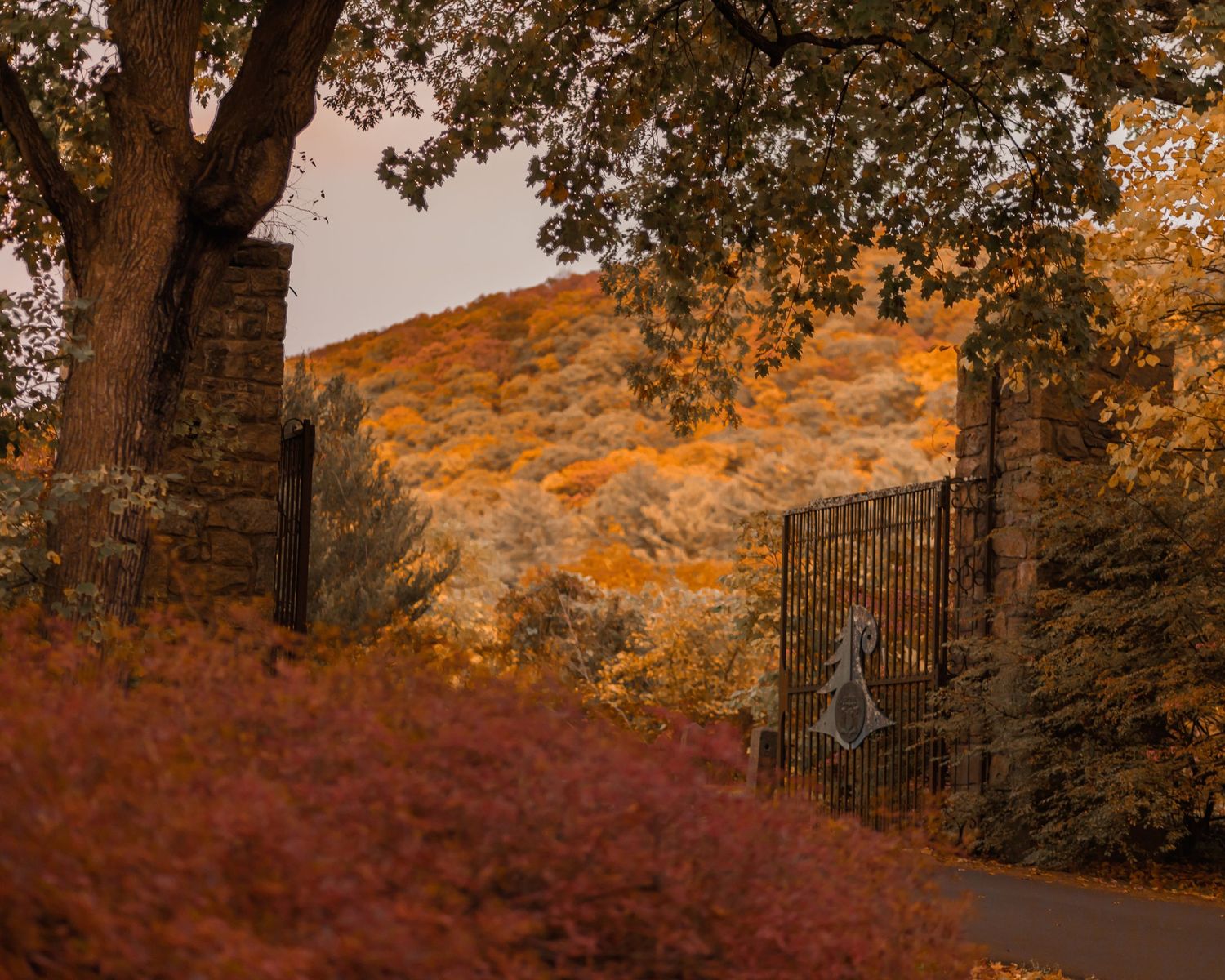 Iron gate surrounded by vibrant autumn foliage in orange and red hues with a misty hillside backdrop.