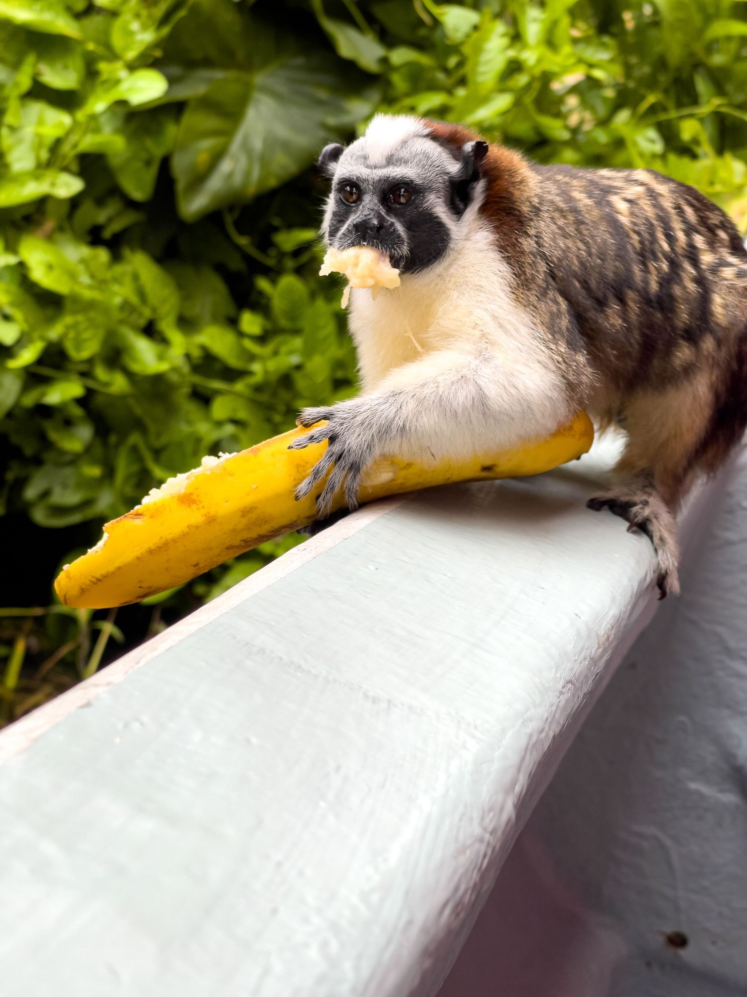 Small squirrel monkey eating a mango on a white railing surrounded by lush green tropical foliage.
