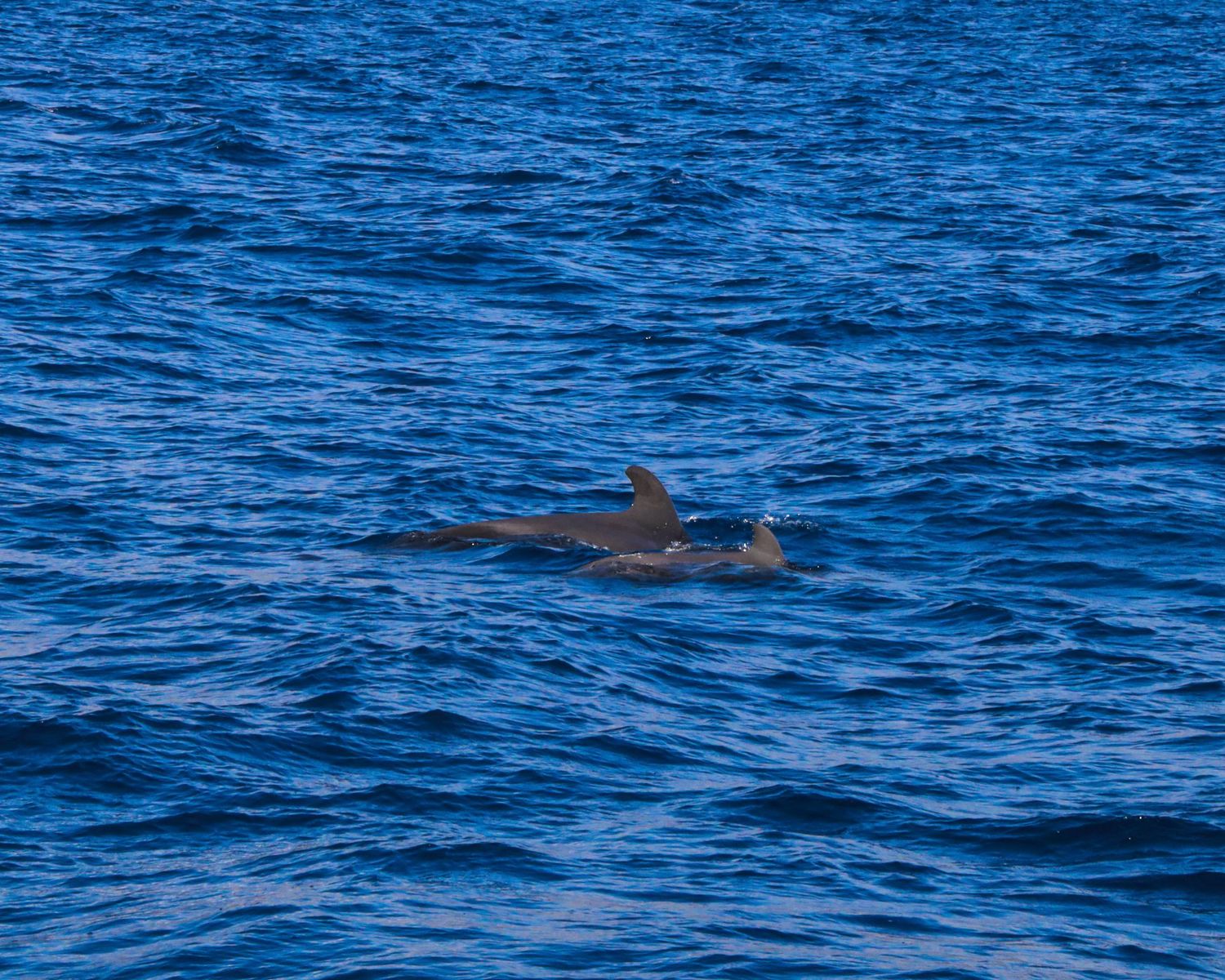 A dolphin swimming near the surface of deep blue ocean waters on a sunny day.