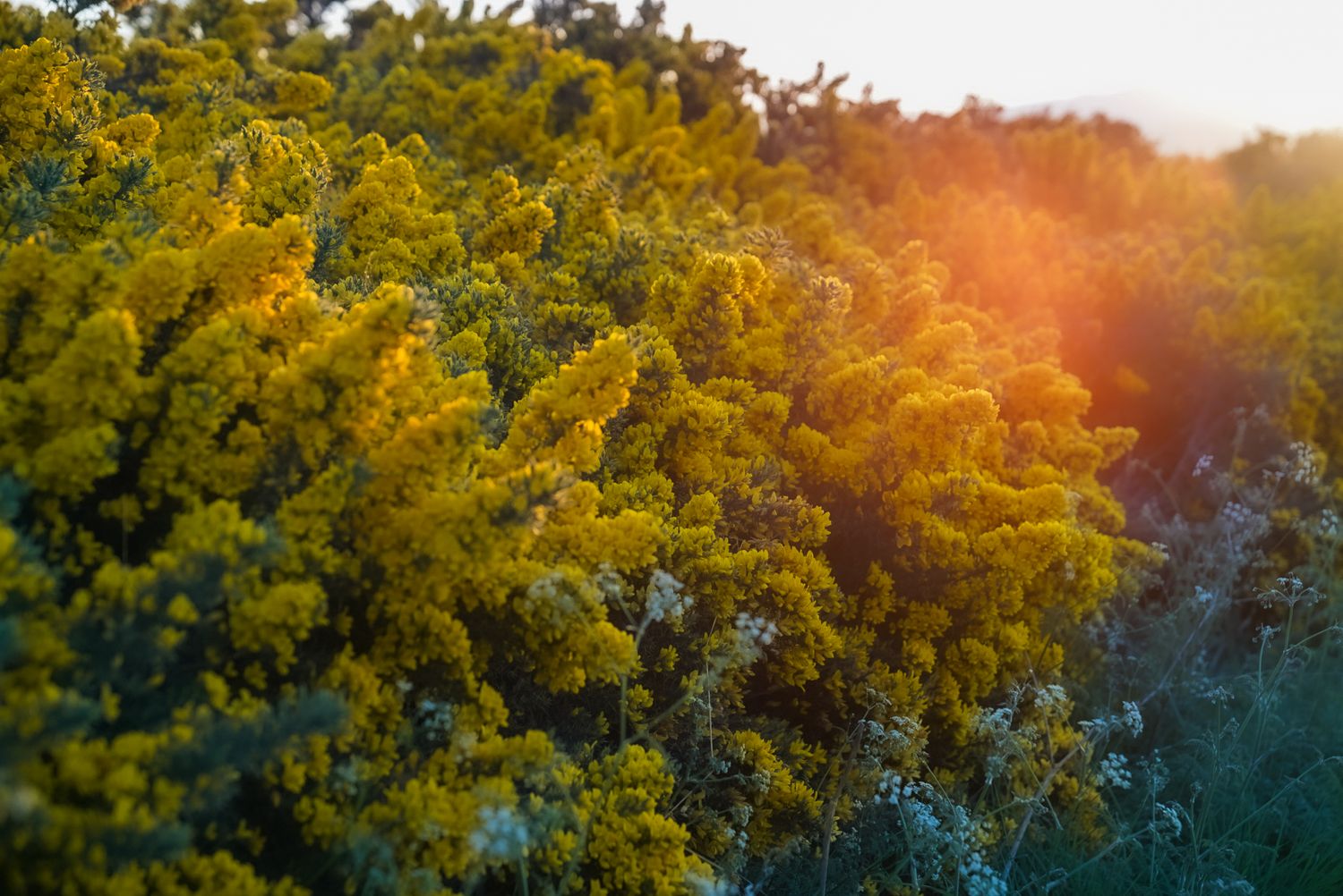 Gorse