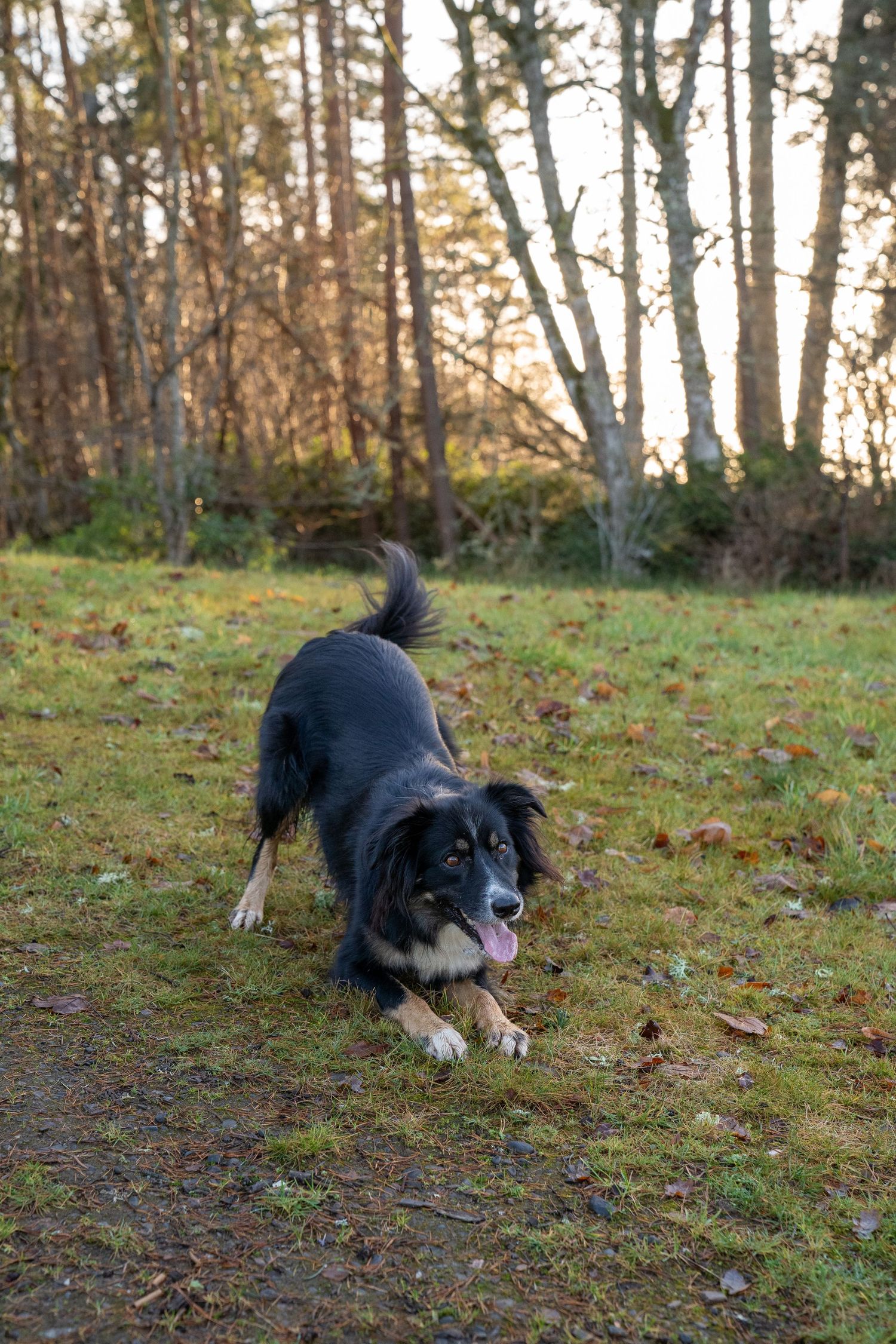 Outdoor Family session at Belladrum Estate, Scottish Highlands