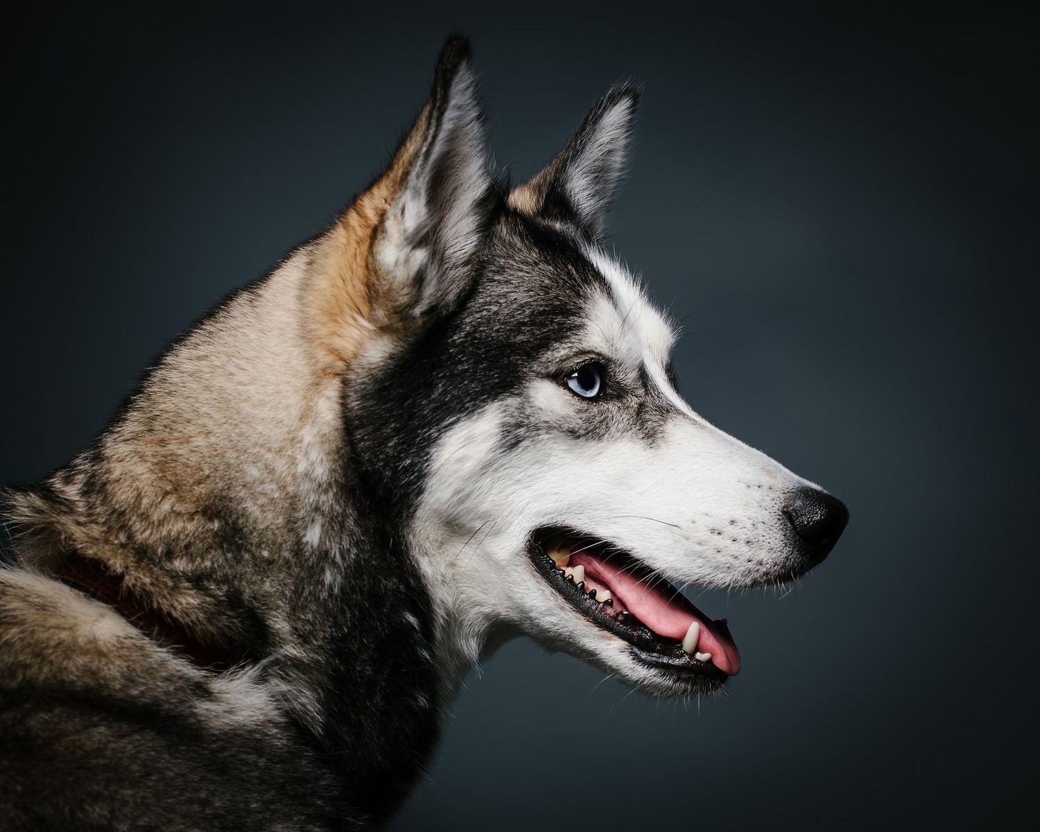 Close-up profile of a husky dog with dramatic lighting against dark background.