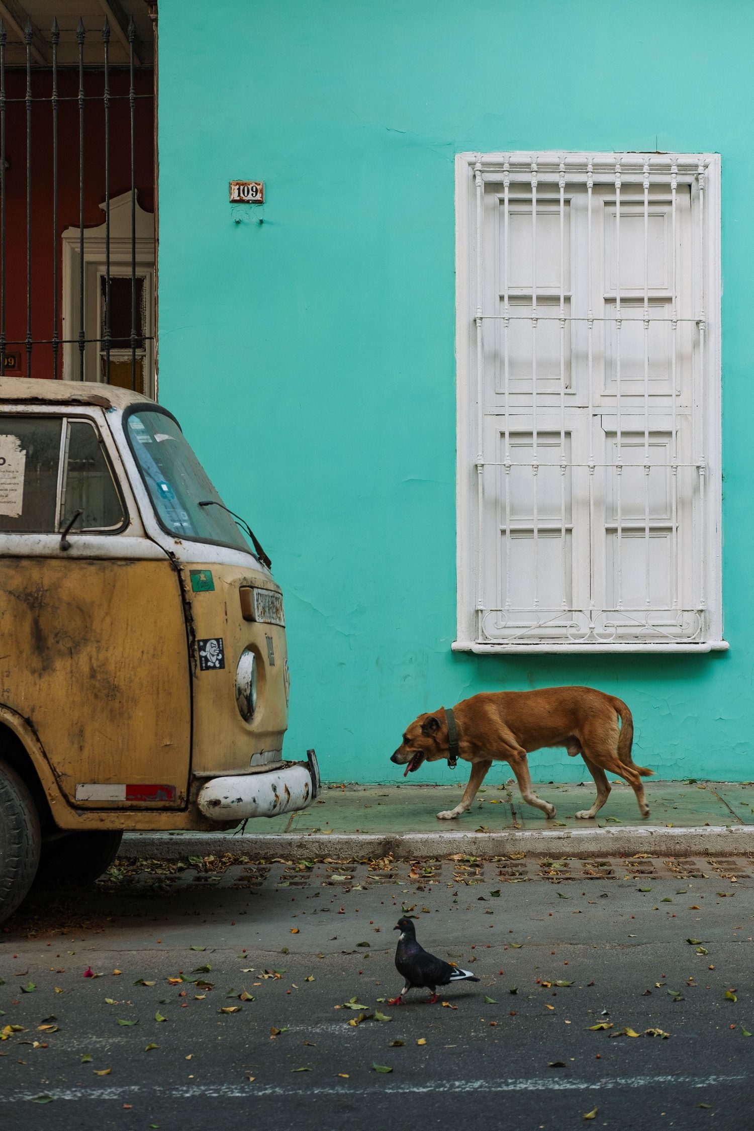 Vintage VW van parked beside turquoise wall with dog and pigeon on street.