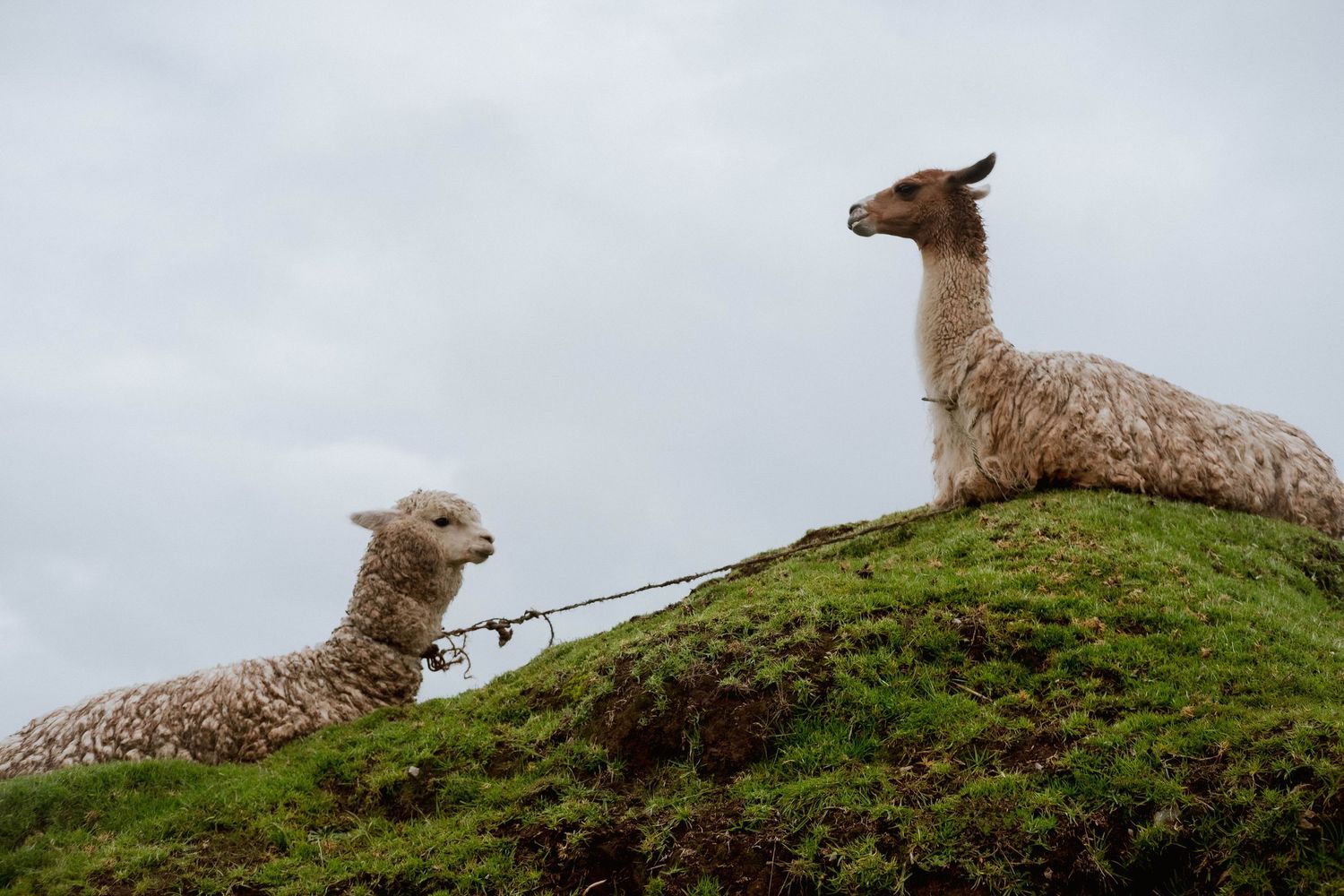 Two llamas resting on a grassy hilltop against cloudy sky.