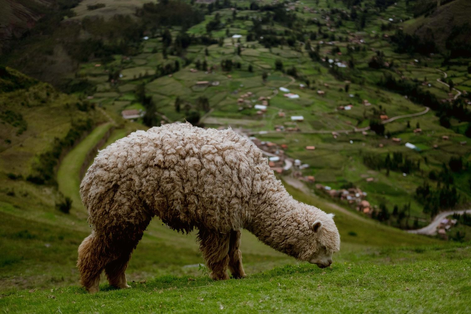 Fluffy alpaca grazes on a grassy hillside with a small village visible in the valley below.