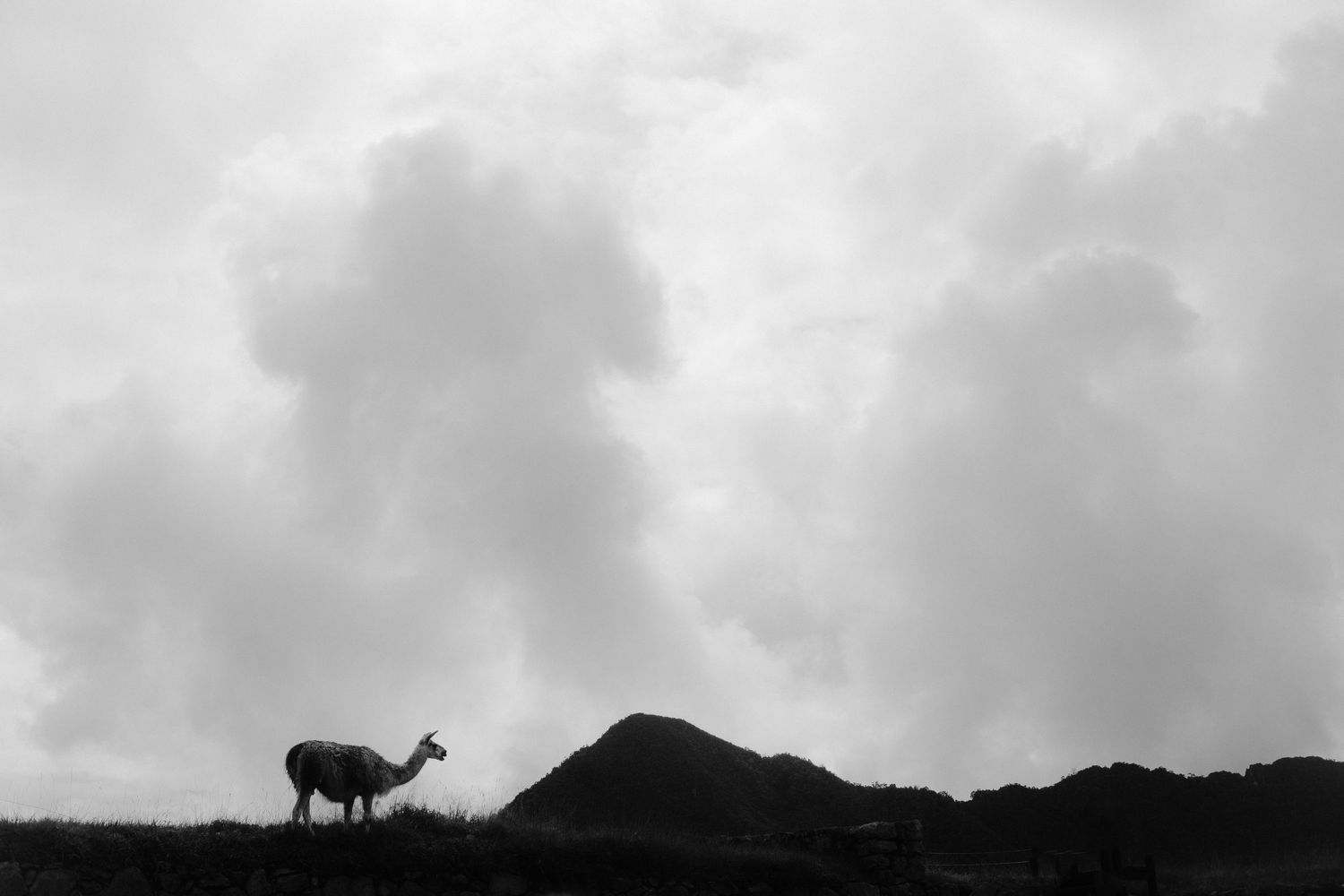 Silhouette of animal on hilltop against moody sky.