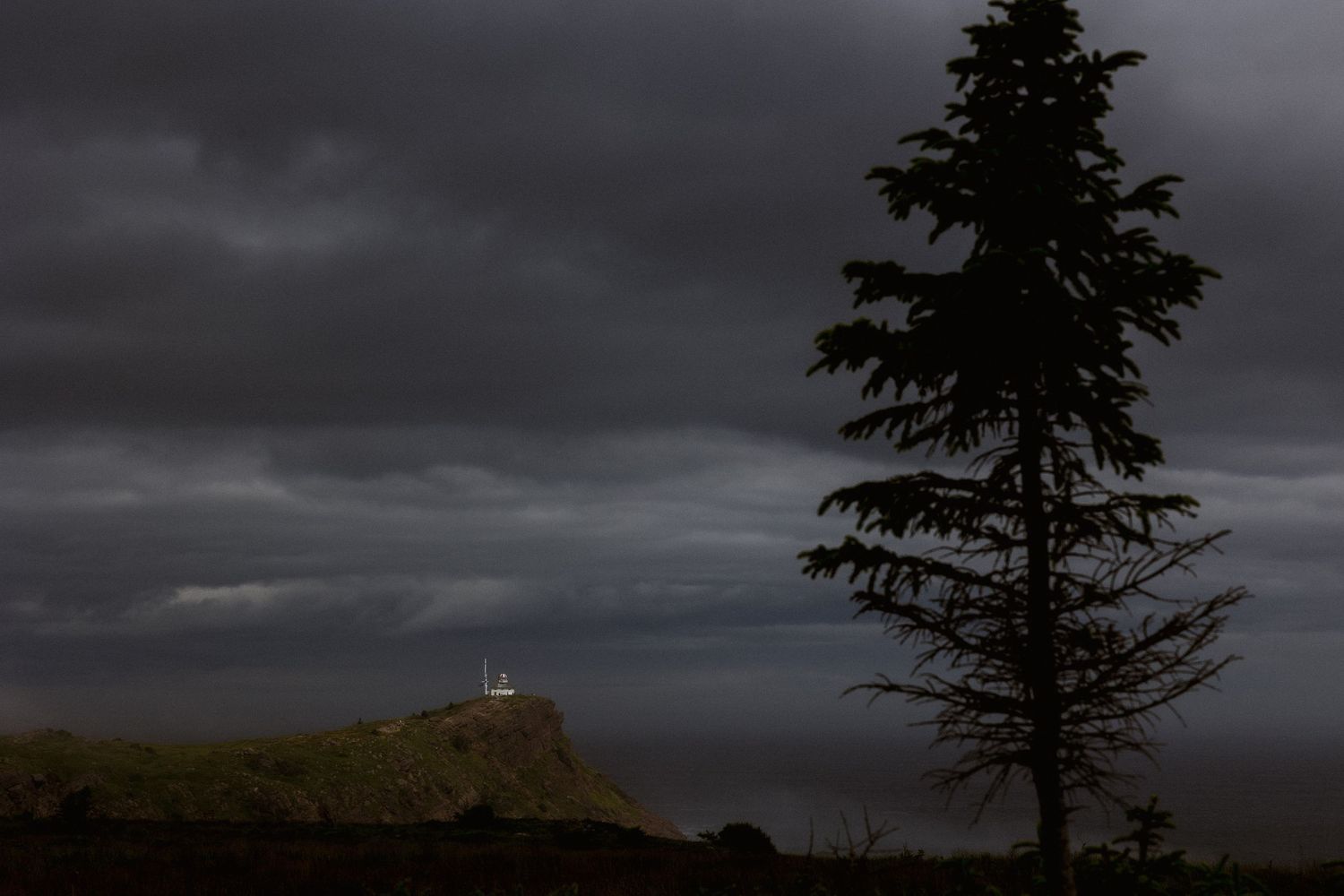 Moody silhouette of a lone evergreen tree against dark stormy skies with distant lighthouse.