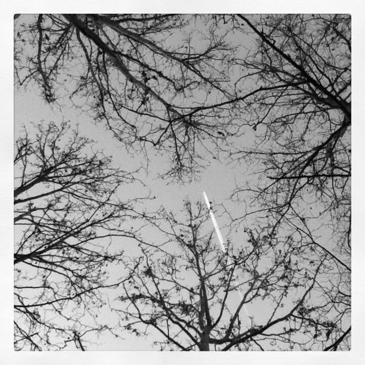 Black and white photograph looking up at bare tree branches against a bright sky.
