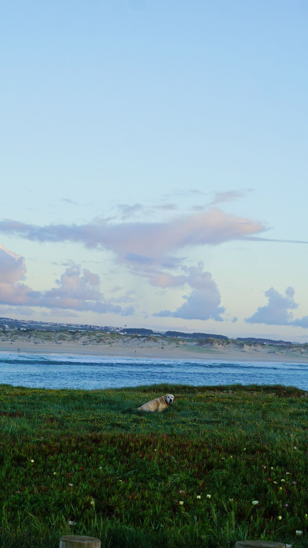 Scenic coastal landscape with green meadow and ocean view at dusk.