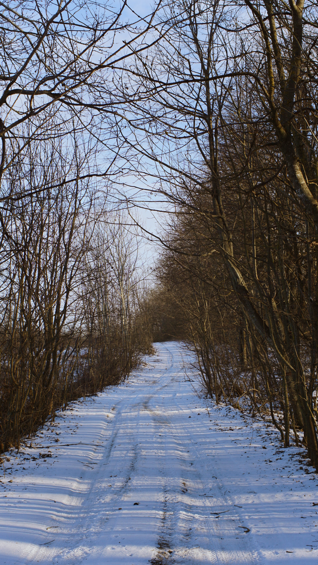 A snow-covered path through bare winter trees stretches into the distance under a bright blue sky.