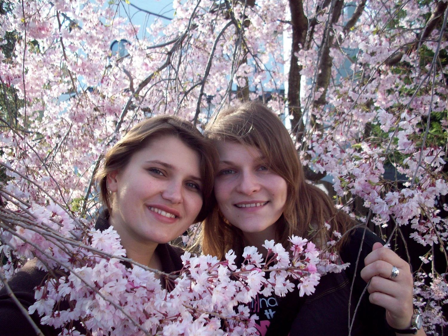 Cherry blossoms frame a springtime scene in full bloom with pink petals.