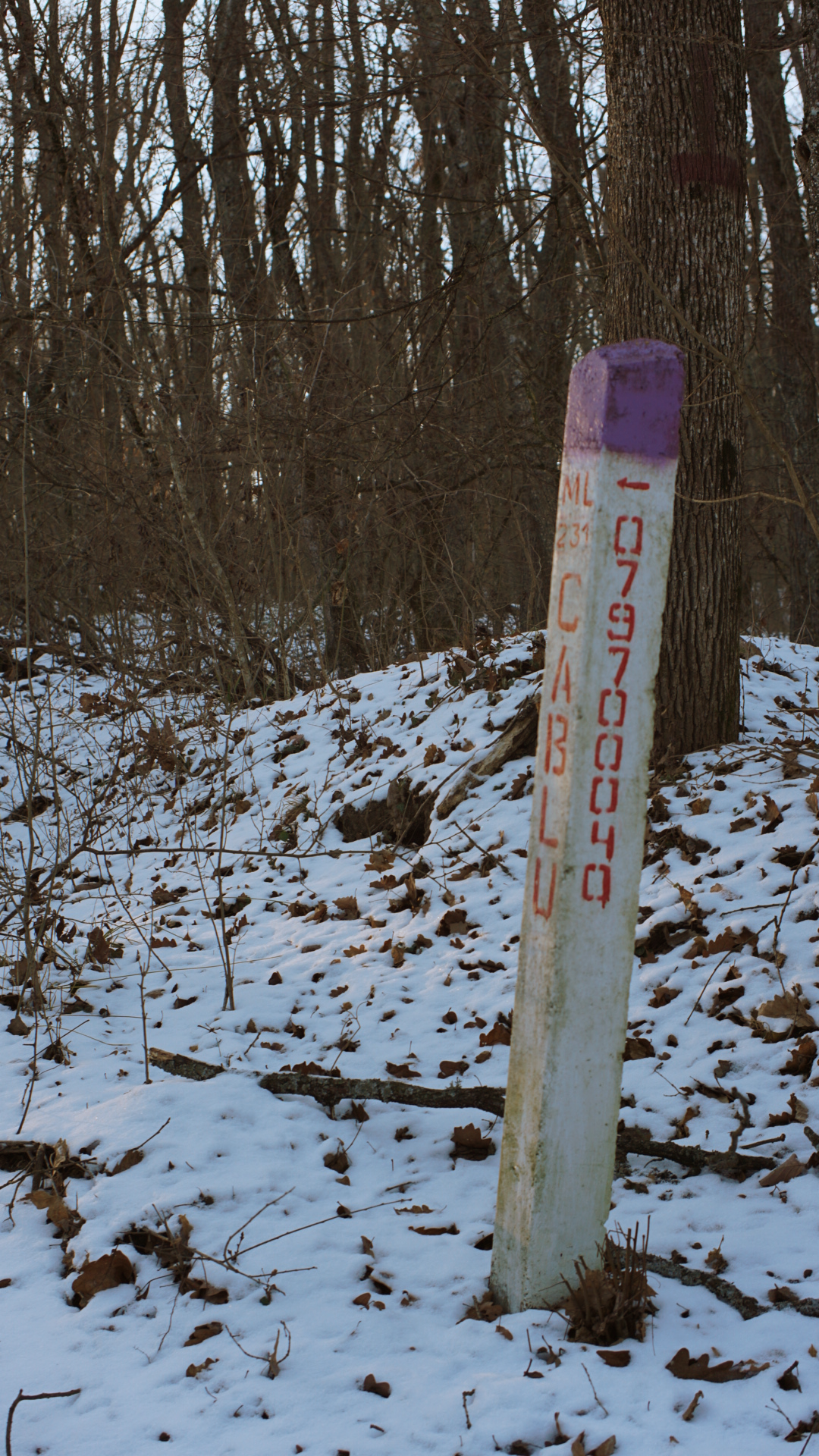 White utility pole marker with red numbers standing in snowy wooded terrain against bare winter trees.