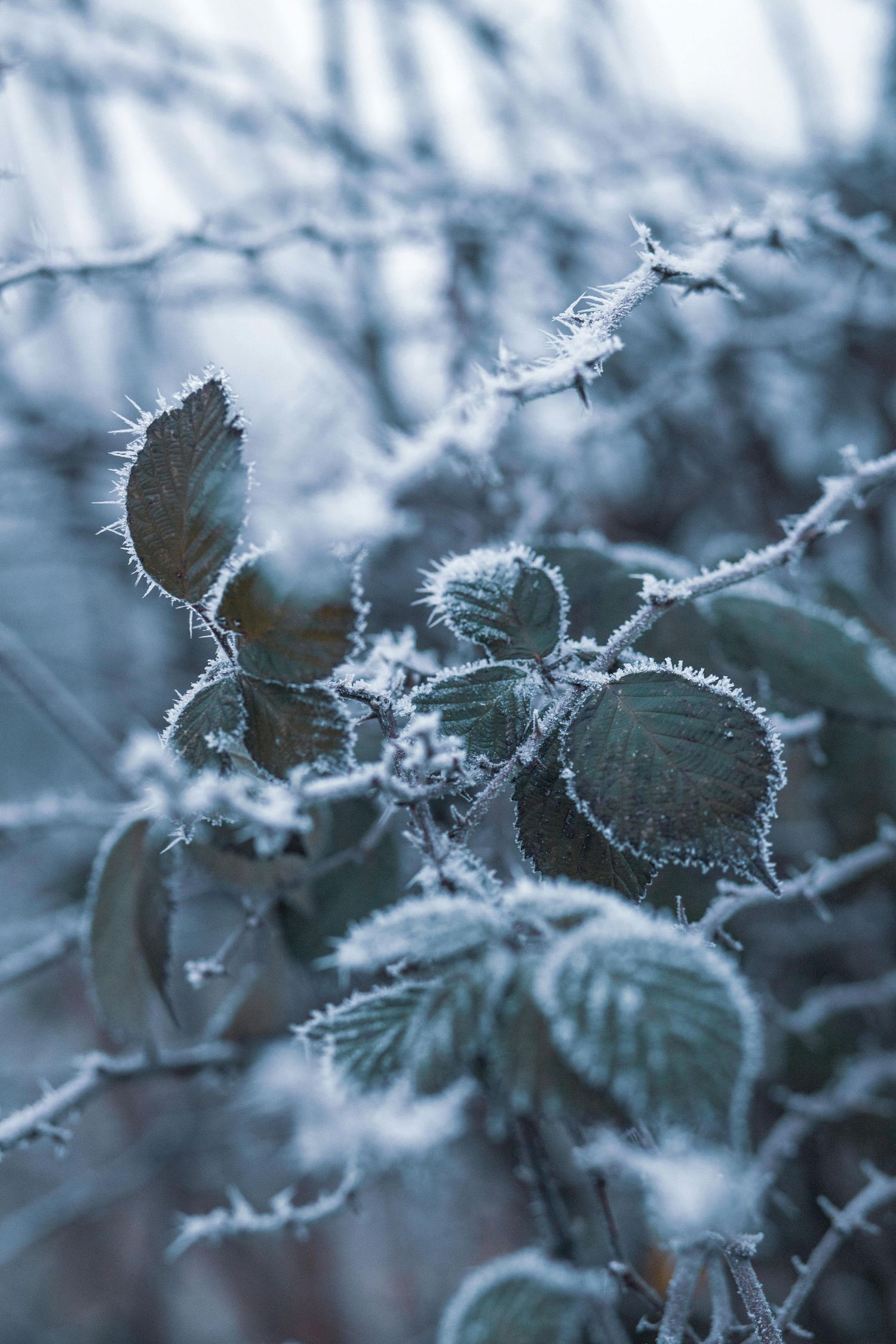 Frosty winter leaves covered in delicate ice crystals in soft blue tones.
