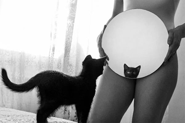 Artistic black and white silhouettes of cats in various poses.