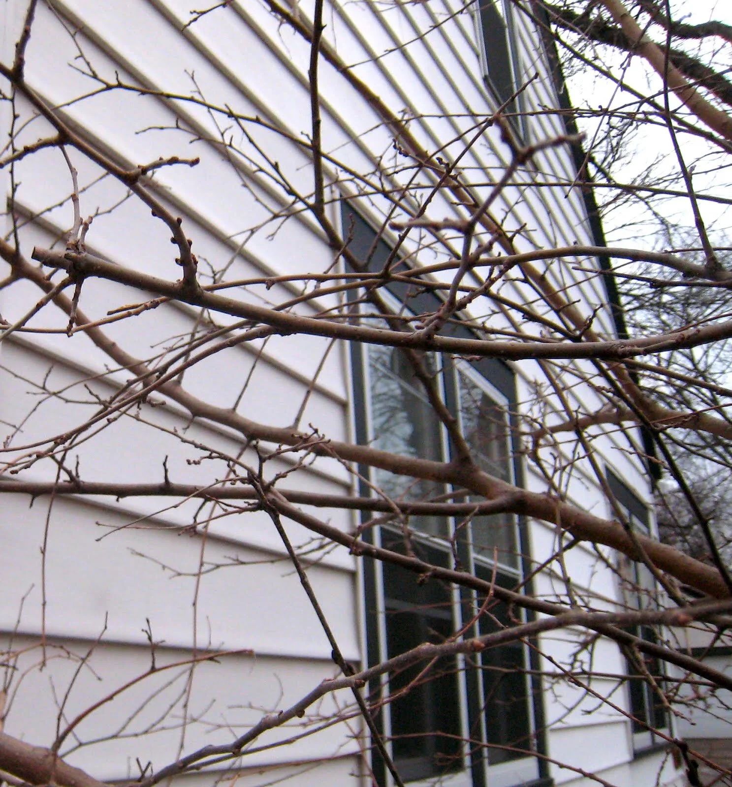Bare winter branches against white siding and window of a house.