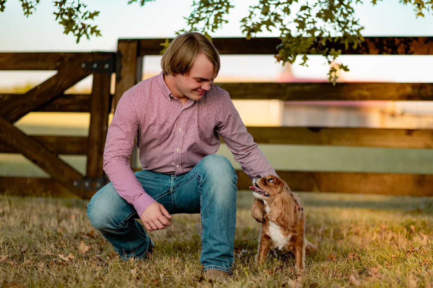 Brown pointer dog interacts with someone while sitting in a grassy field near a wooden fence at sunset.