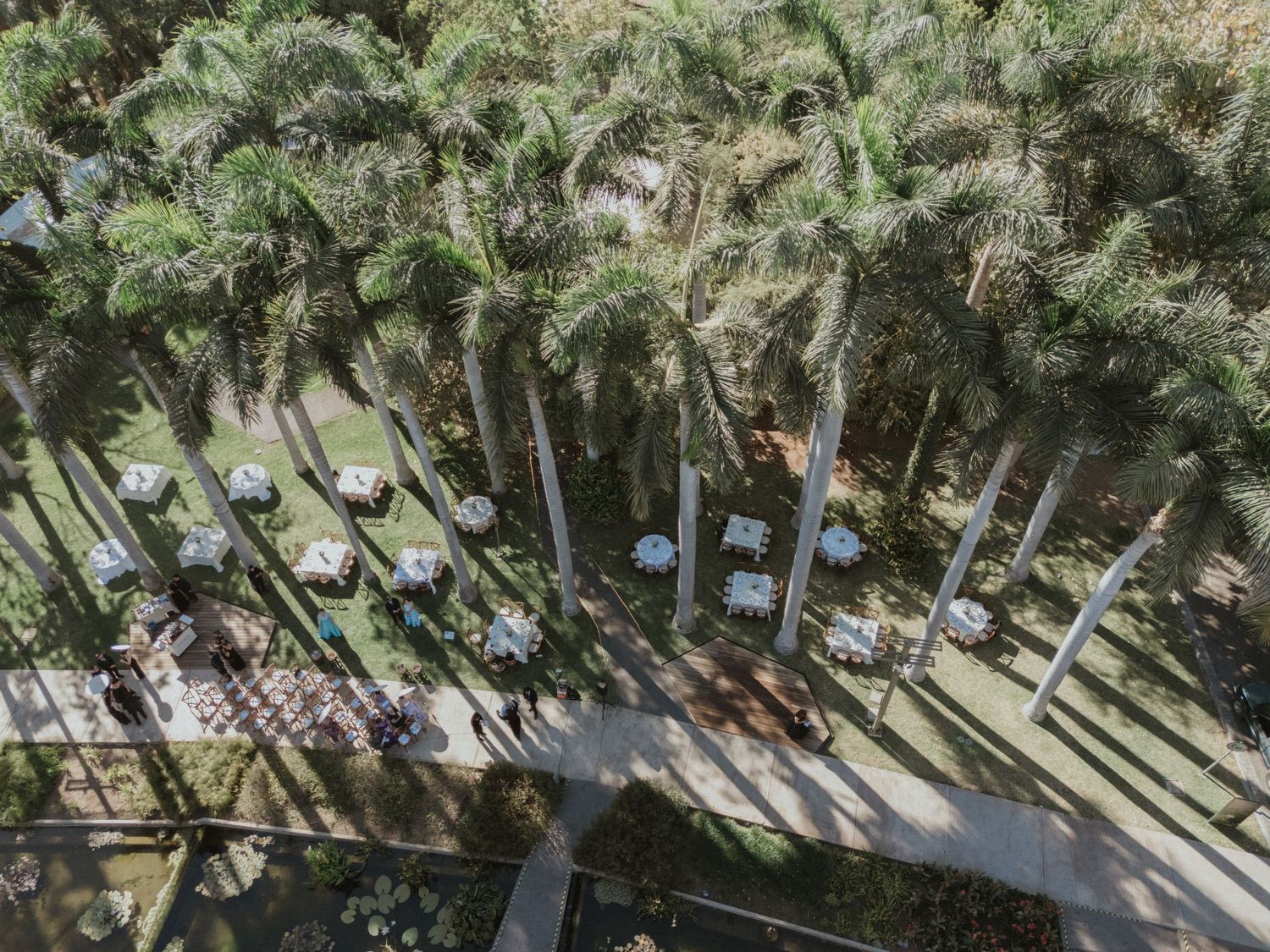Aerial view of parked cars among tall palm trees at an outdoor venue.
