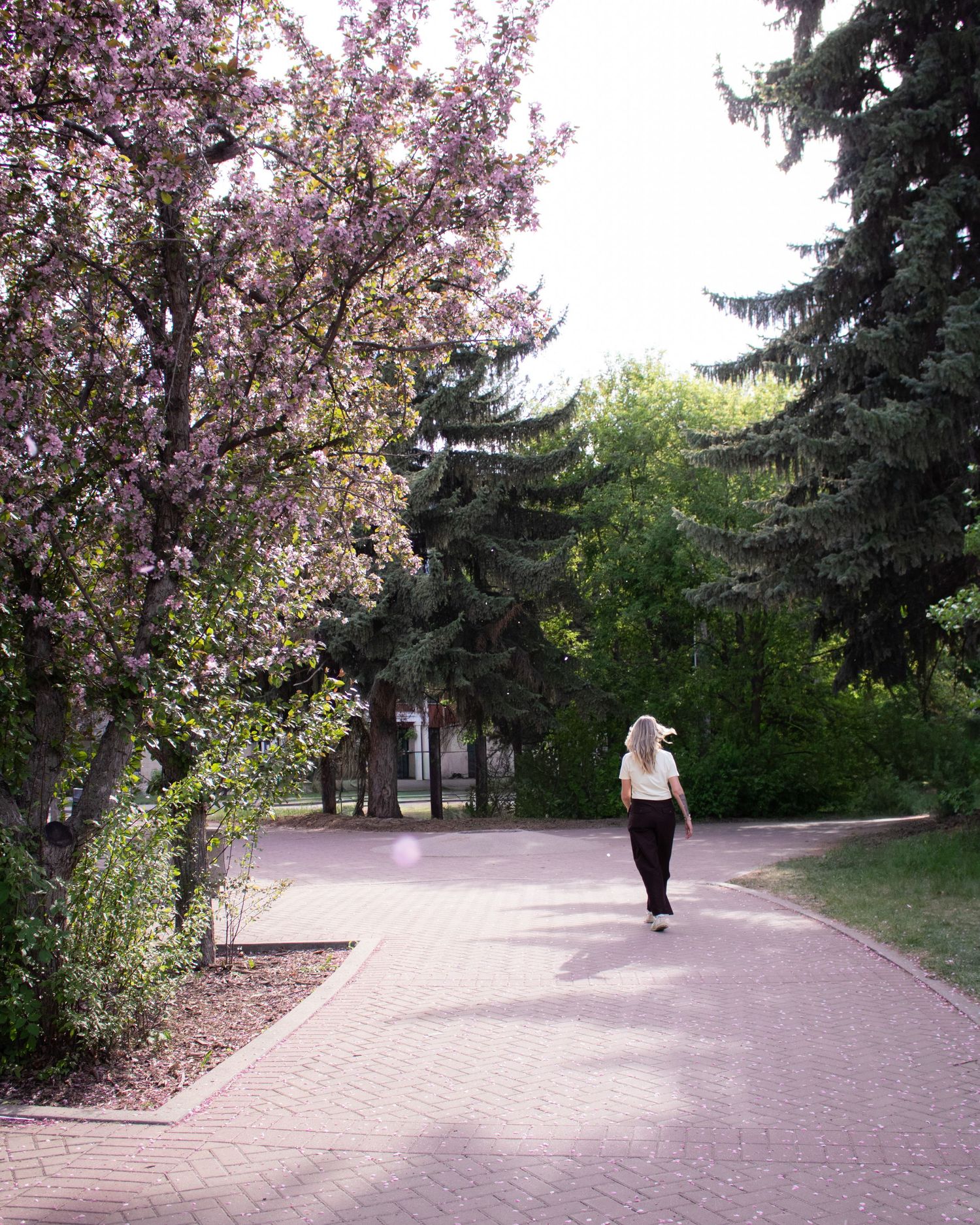A woman with blonde hair walks along a brick pathway surrounded by blooming pink trees and tall evergreens in a park.