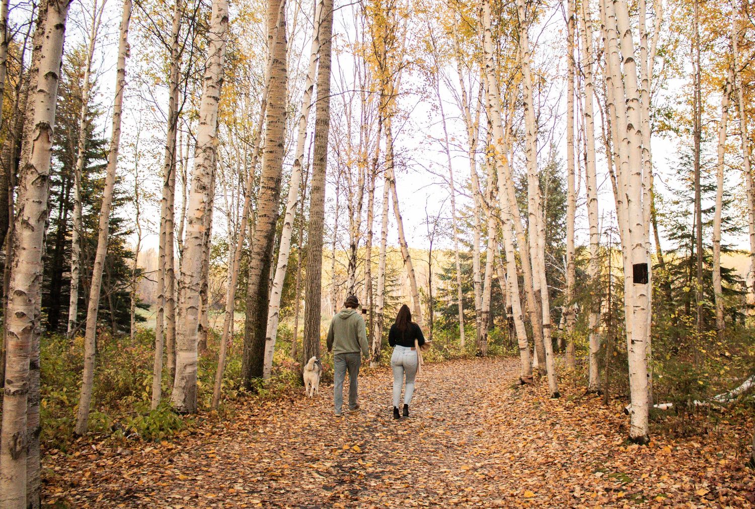 Couple walking dog along leaf-covered path through tall birch trees in autumn forest.
