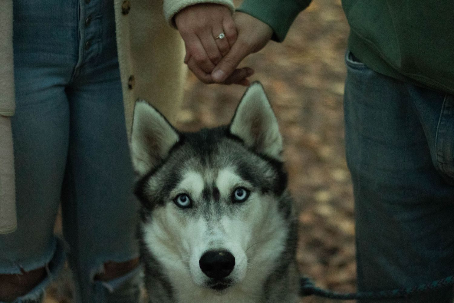 Adorable Husky dog looking up at couple holding hands with engagement ring visible.