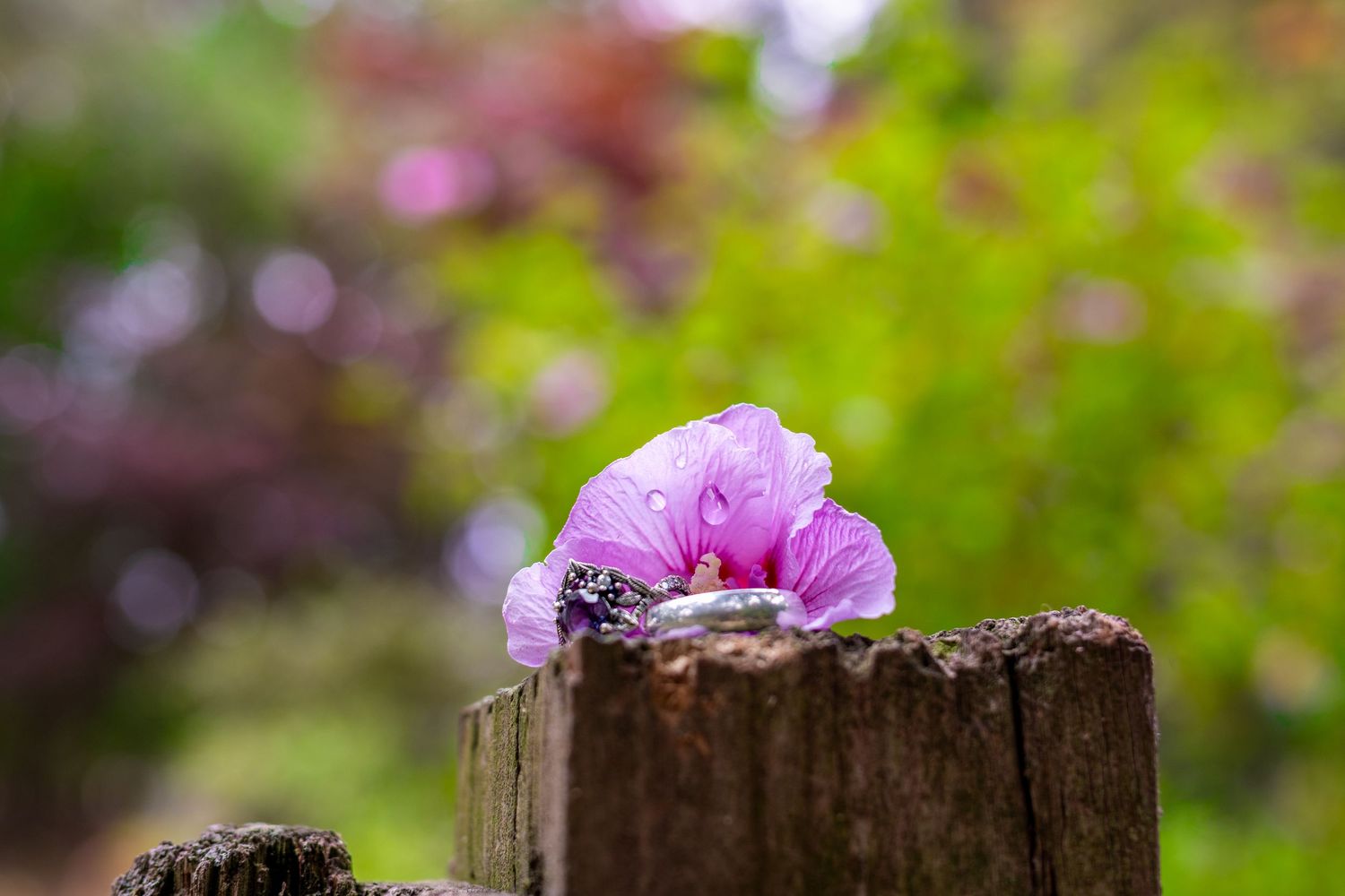 Pink geranium flowers bloom among tree stumps in a garden with soft bokeh background lighting effects.