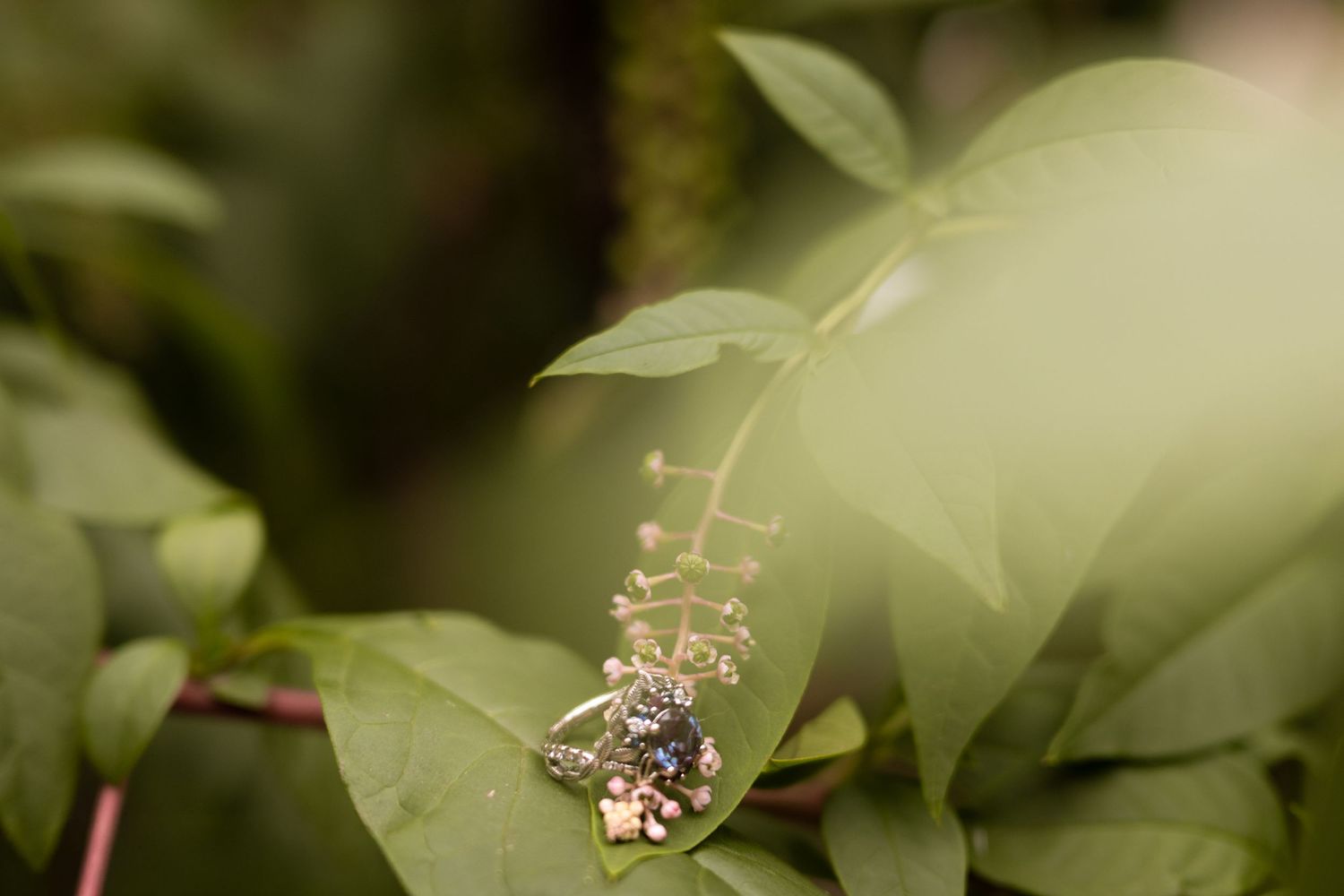 Tiny bee collects pollen from delicate white flowers blooming on blurred green background.
