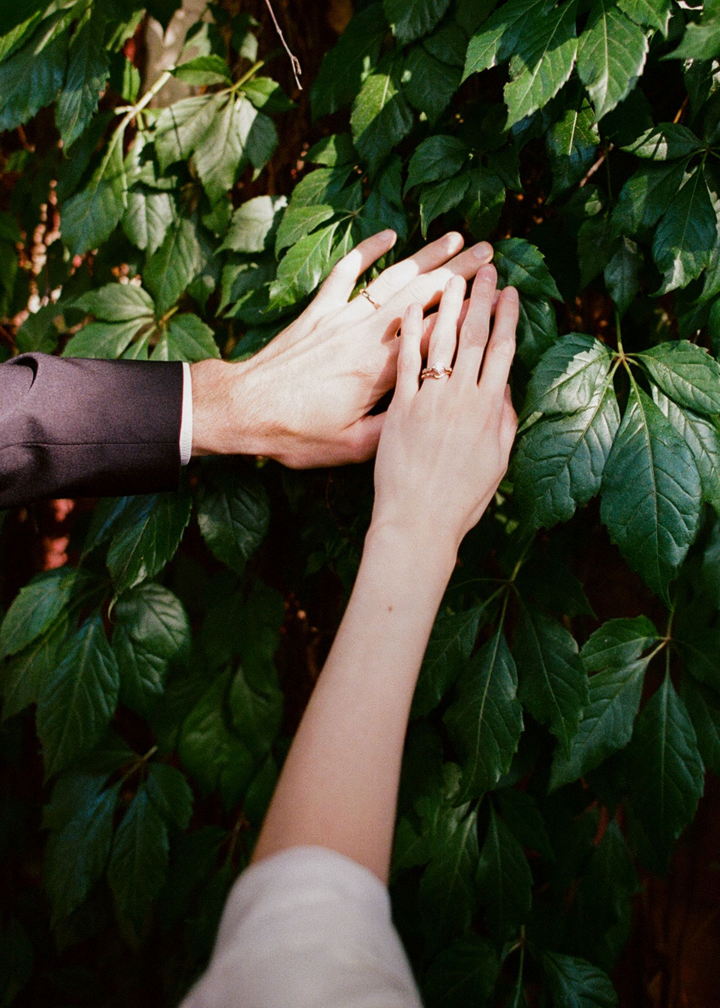 A hand reaches out to touch green leaves growing on a wall, creating a sequence of five progressive movements.