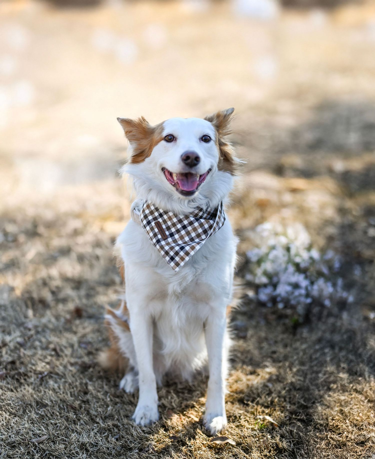 Playful white dog wearing a checkered bandana shown in sequential outdoor shots.