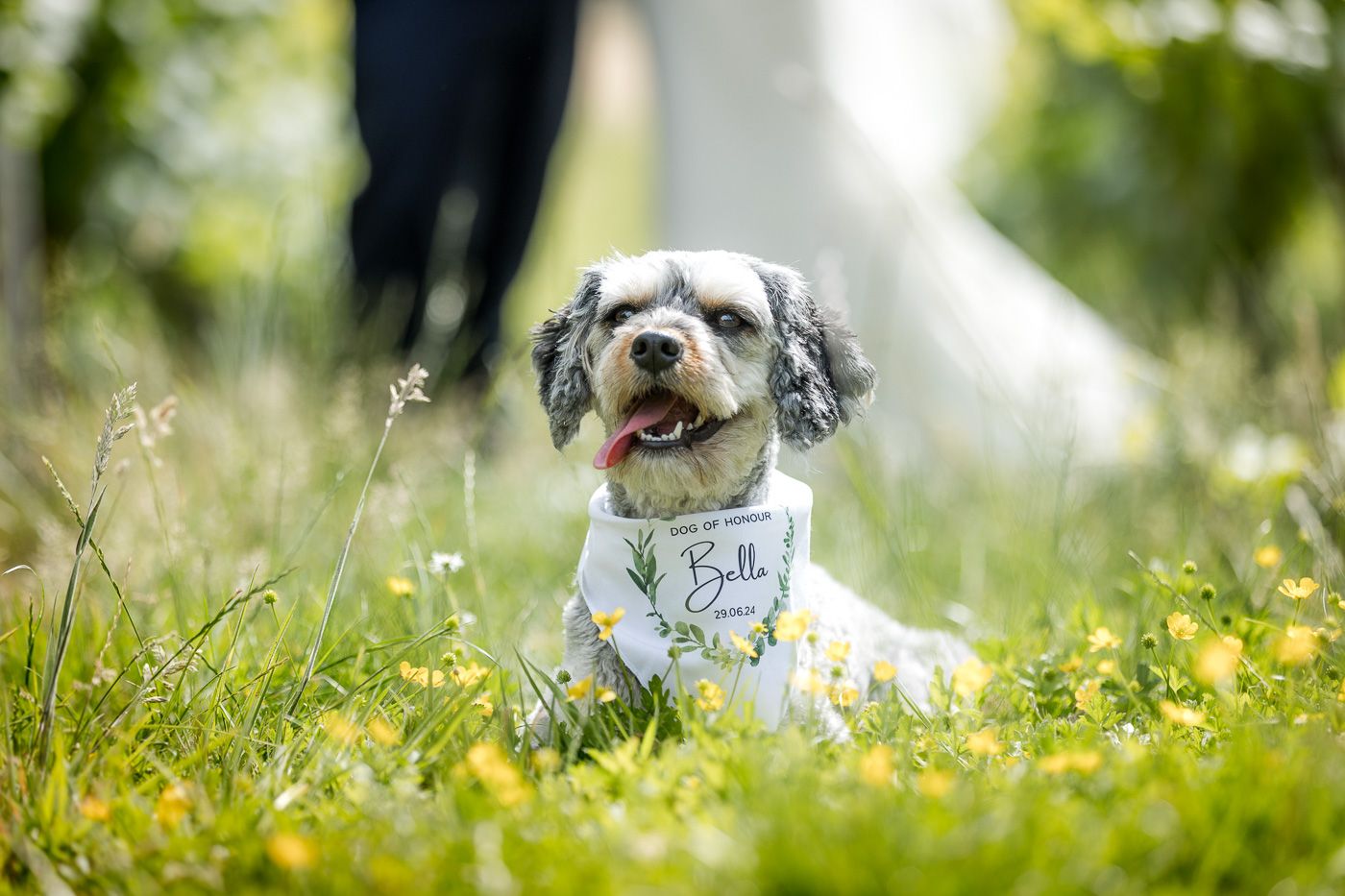 Happy small dog wearing a bandana sitting in field of yellow wildflowers.