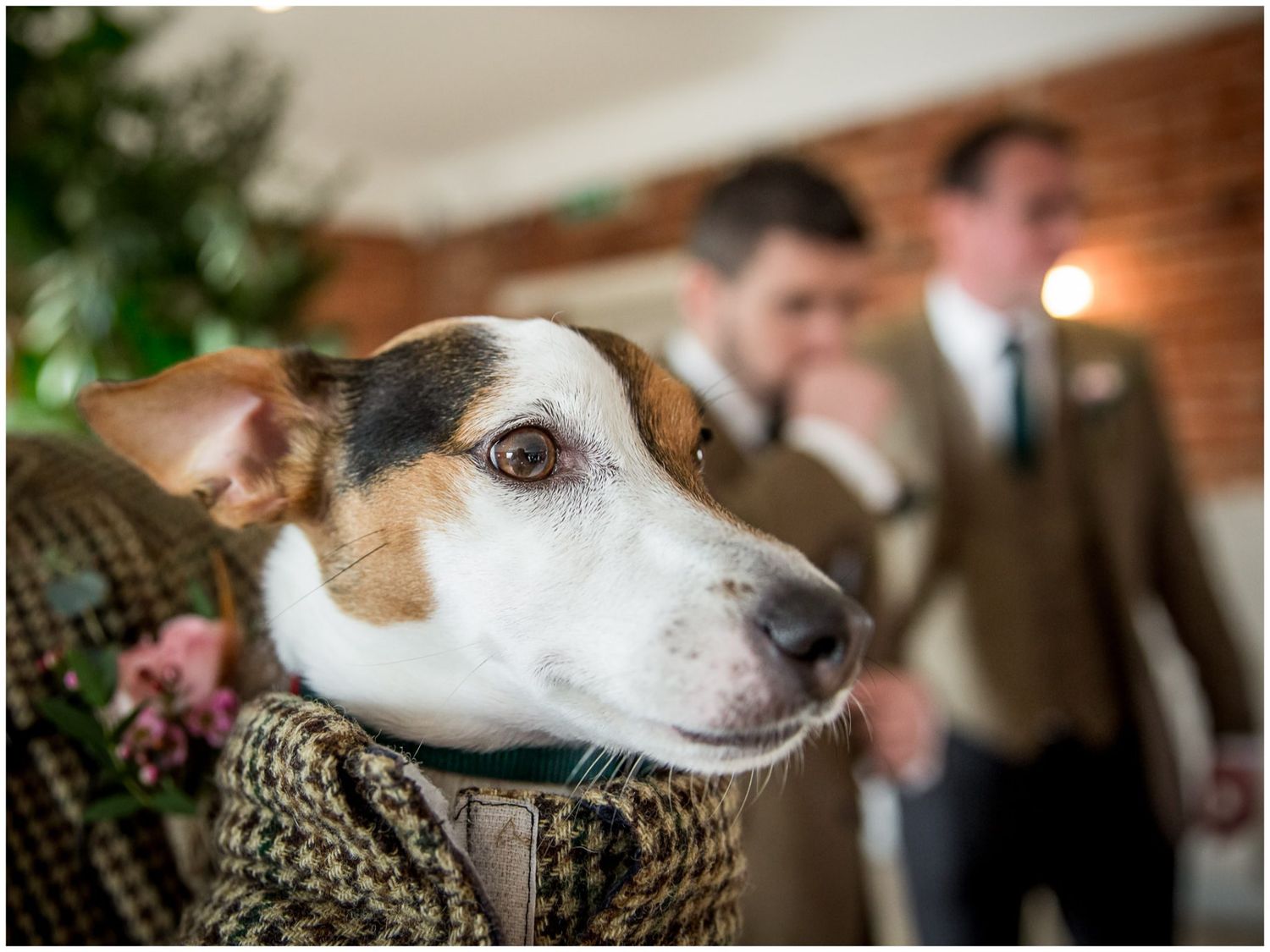 Close-up shots of a Jack Russell terrier wearing a patterned scarf at wedding event.