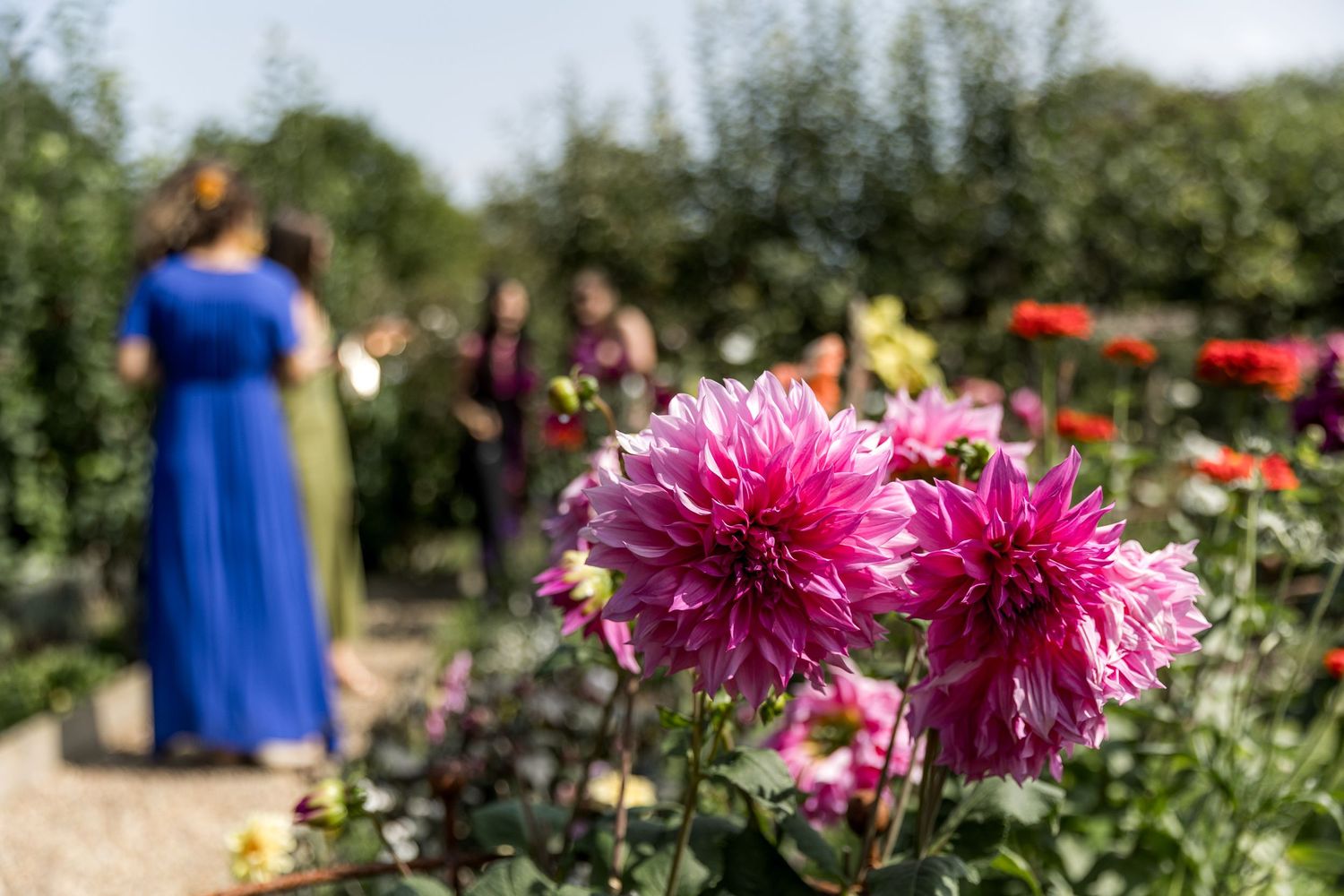 Vibrant pink dahlias bloom in a summer garden with guests visible in background.
