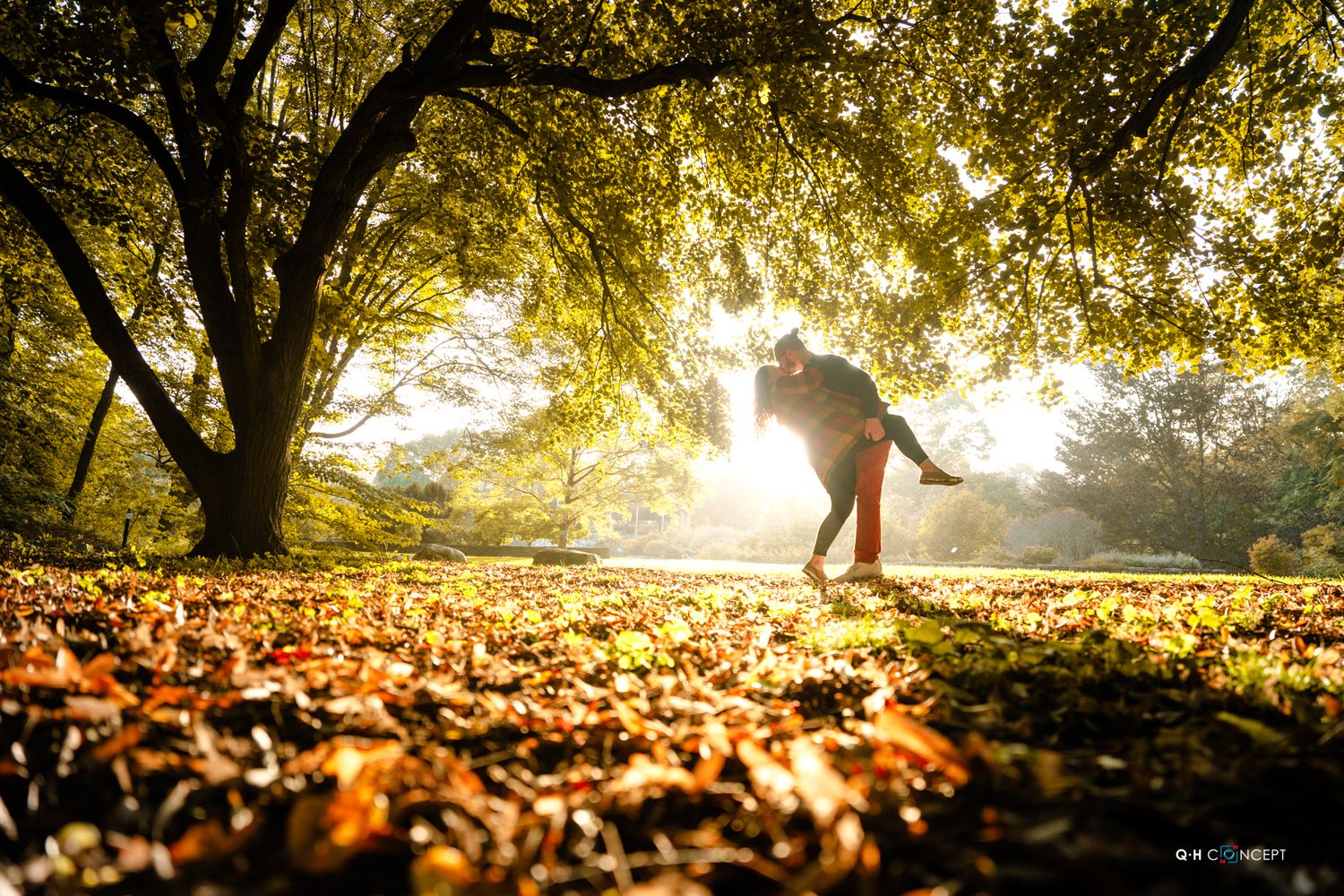 Golden sunlight streams through autumn trees casting long shadows on fallen leaves.